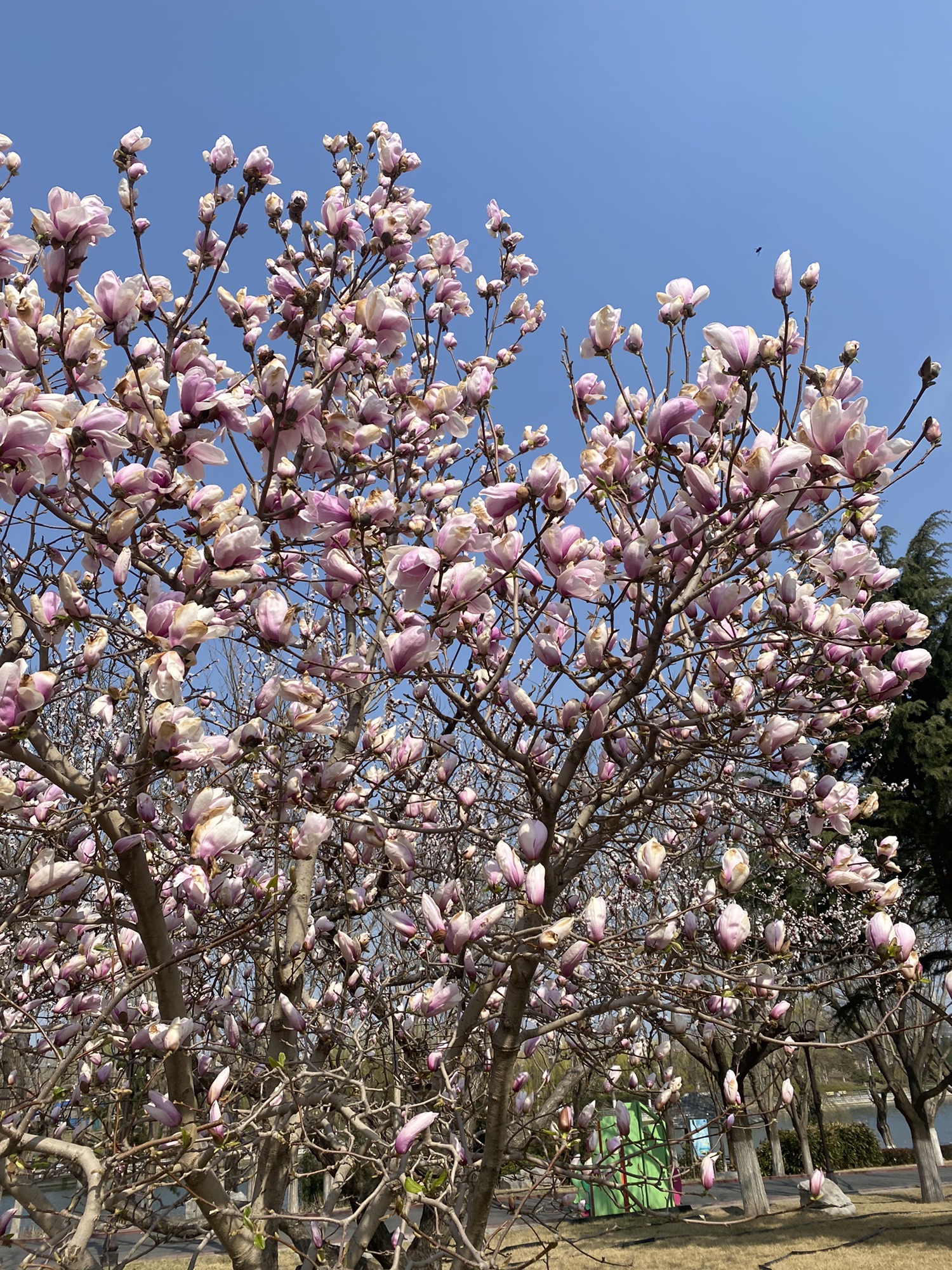 平山河湿地公园旅行图片 1