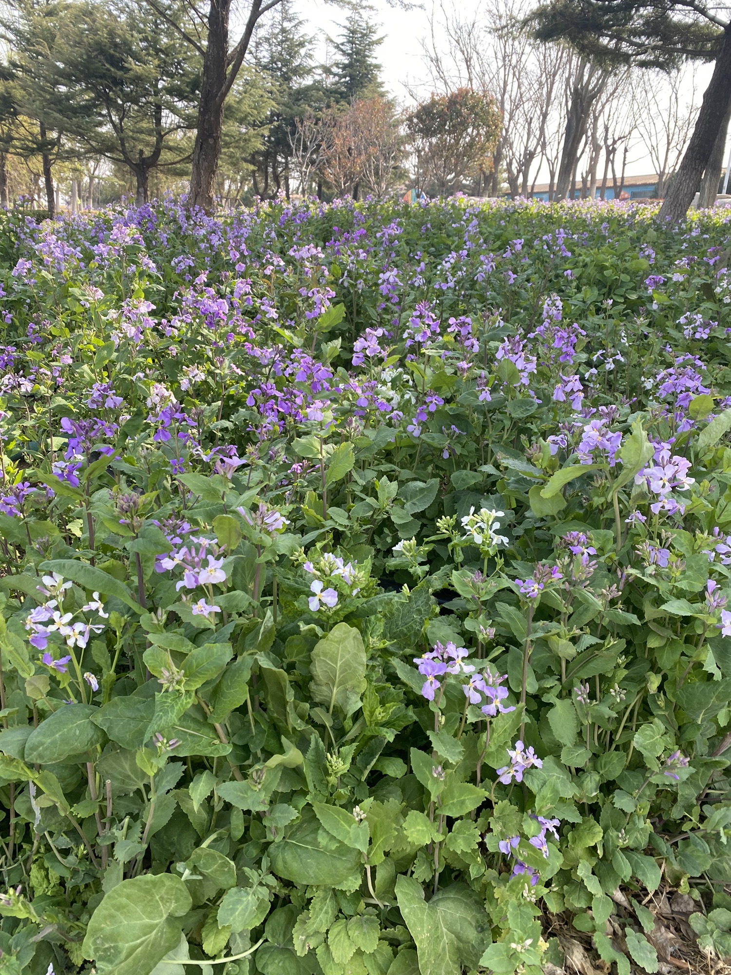 平山河湿地公园旅行图片 2