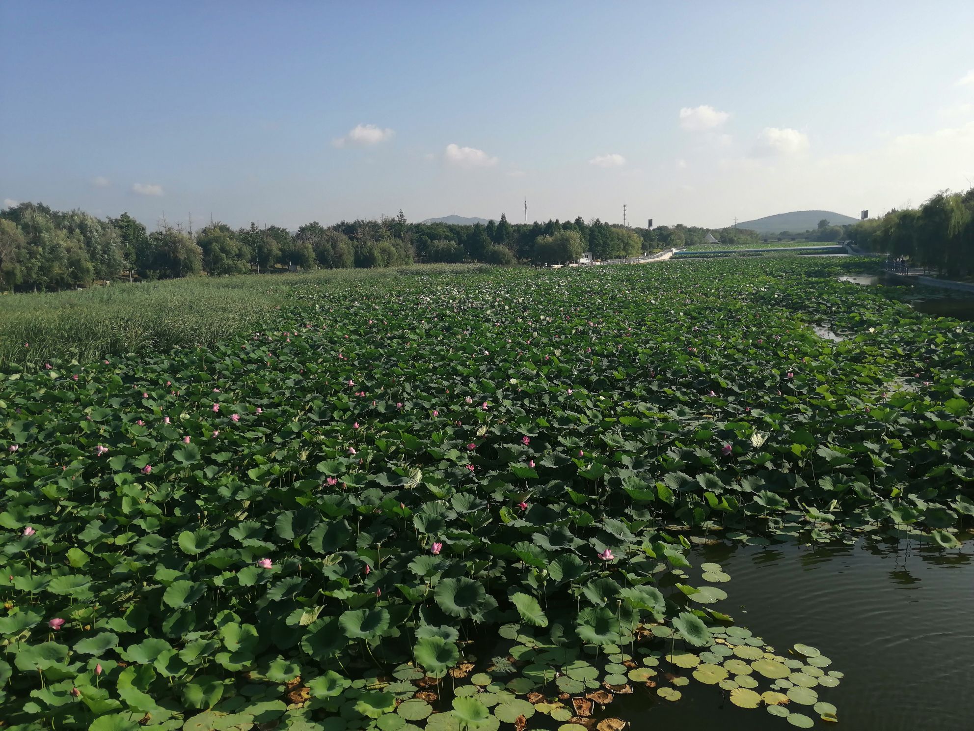 平山河湿地公园旅行图片 3