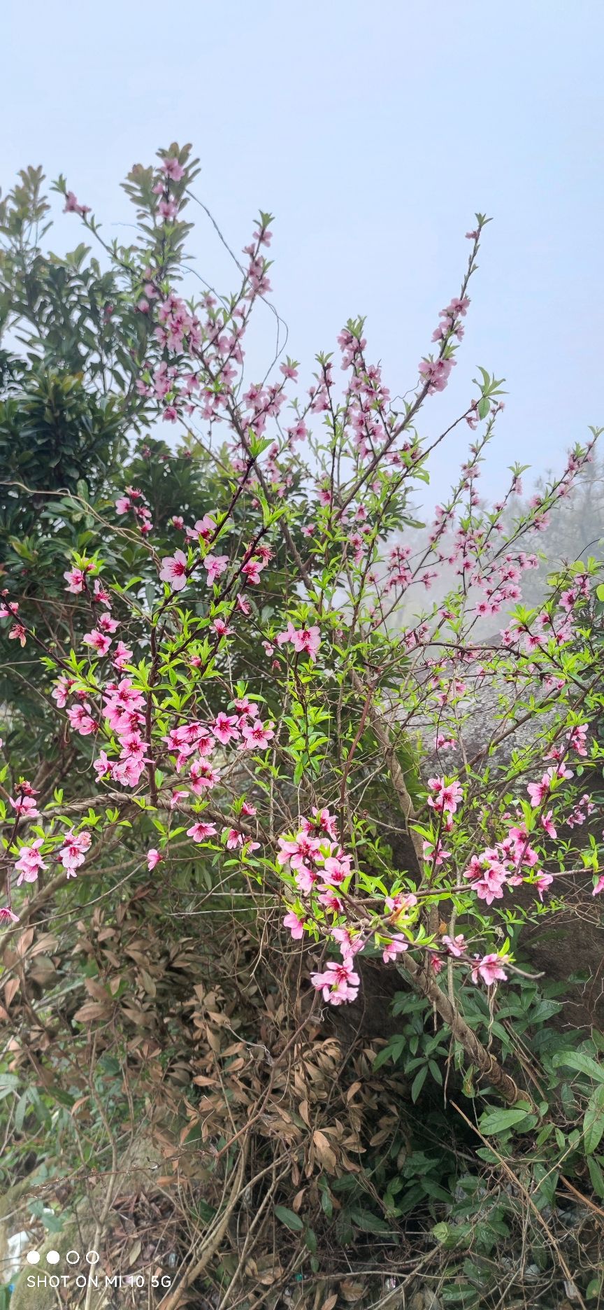 白龙山景区旅行图片 3