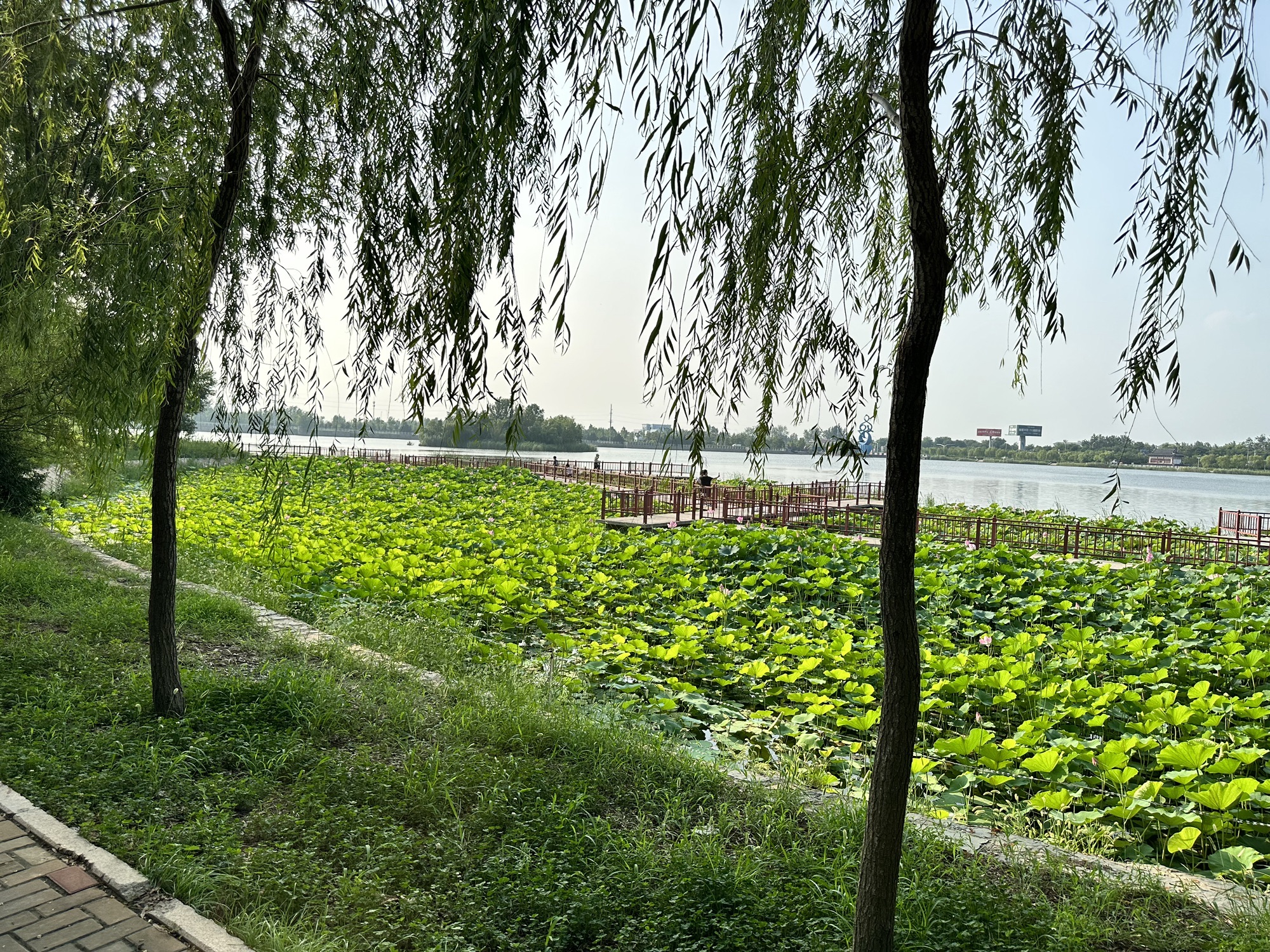 龙湖公园旅行图片 1