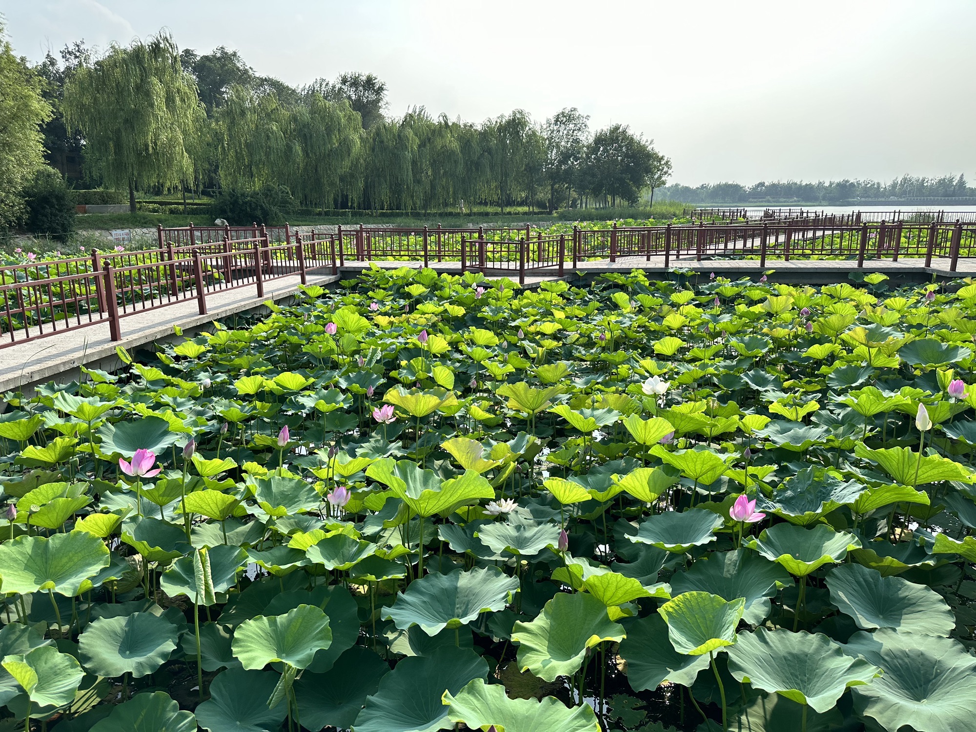 龙湖公园旅行图片 2