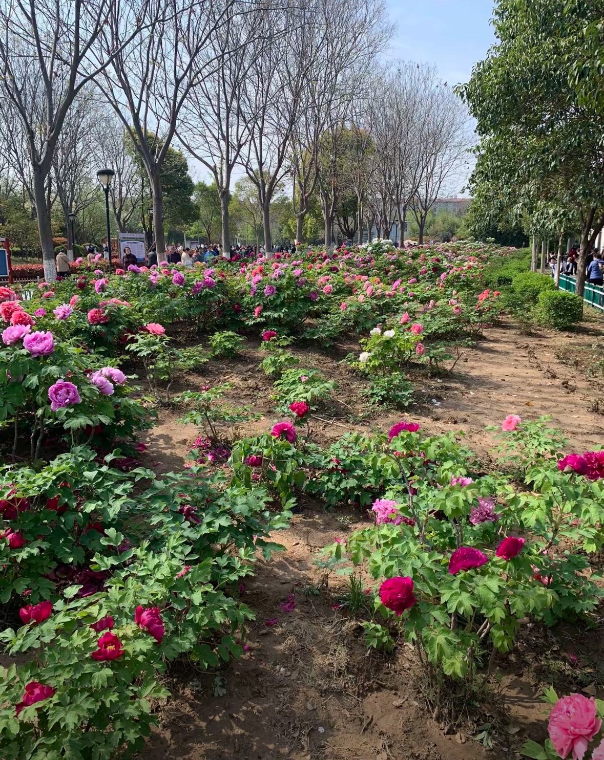 天香公园旅行图片 2