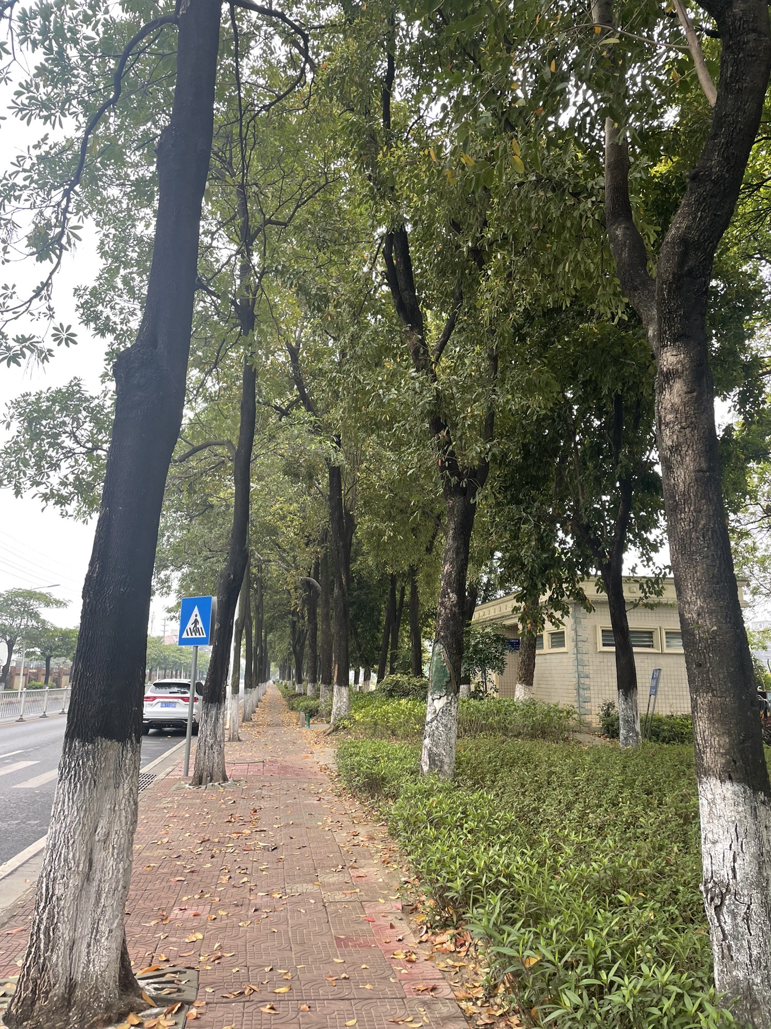 湖心公园旅行图片 1