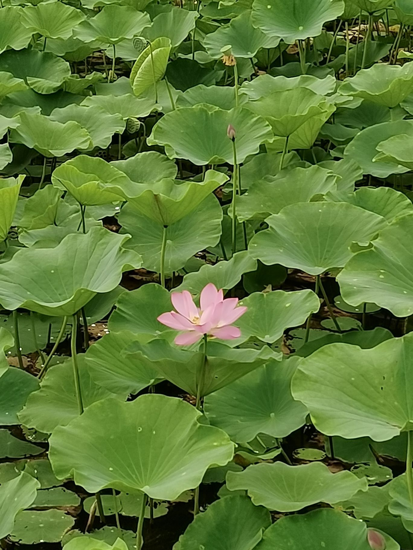 盘古公园旅行图片 1