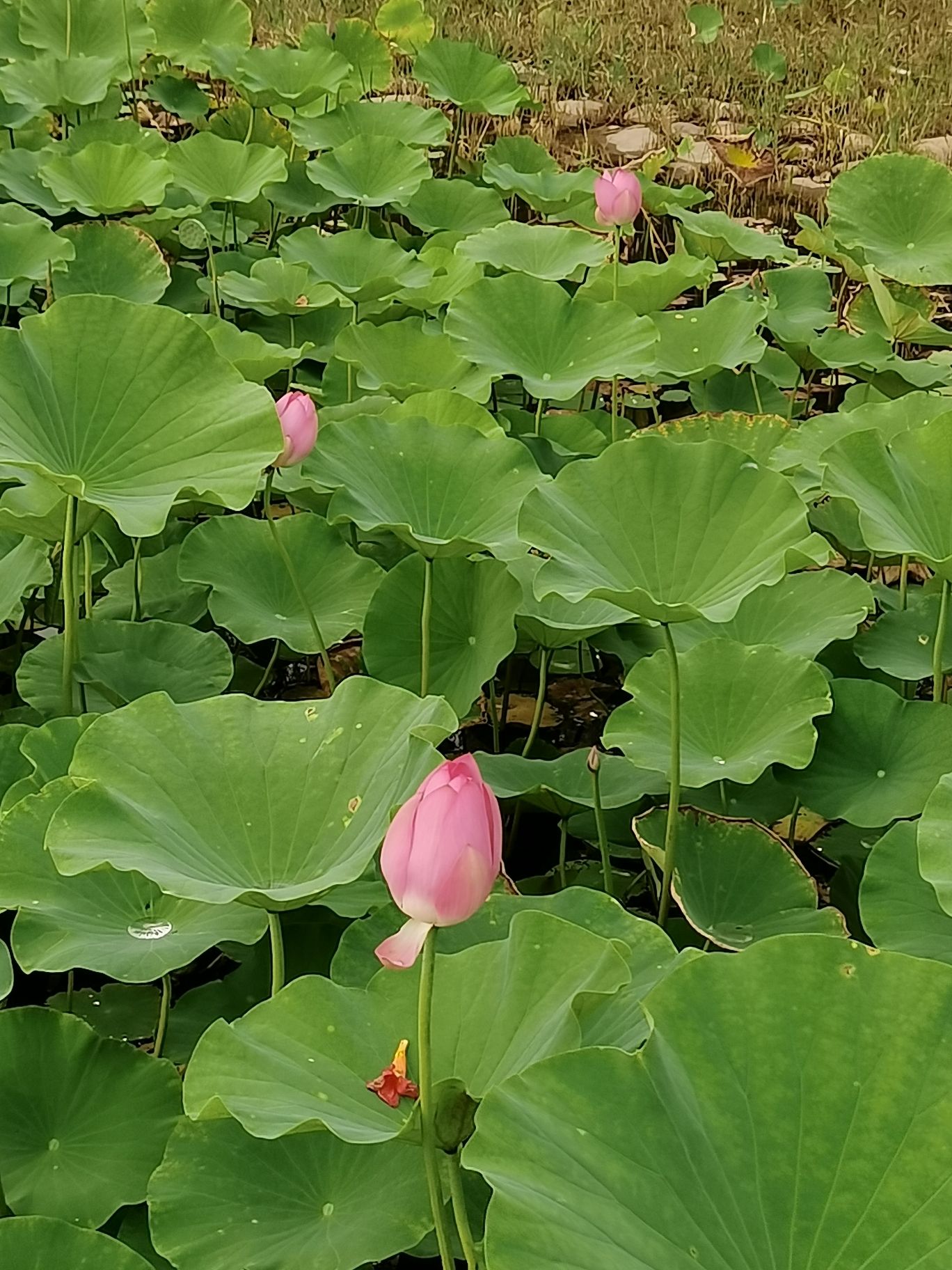 盘古公园旅行图片 3