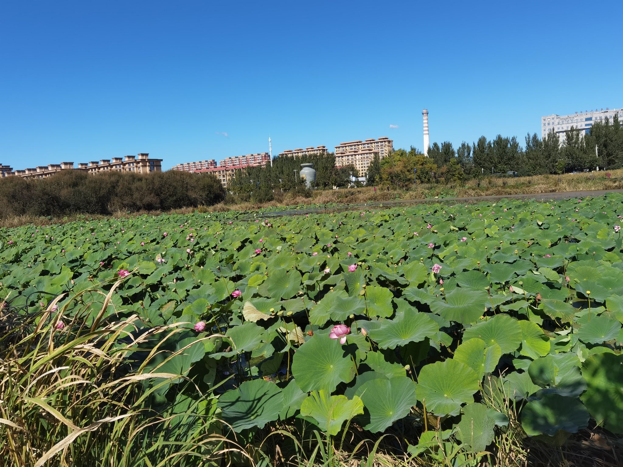 延寿蚂蜒河国家湿地公园旅行图片 2