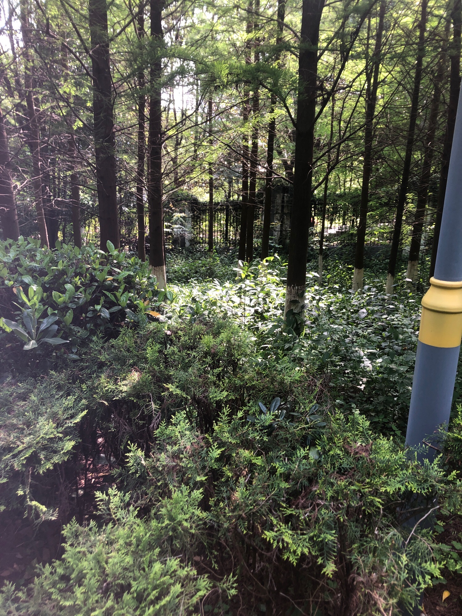 黄岗山公园旅行图片 2