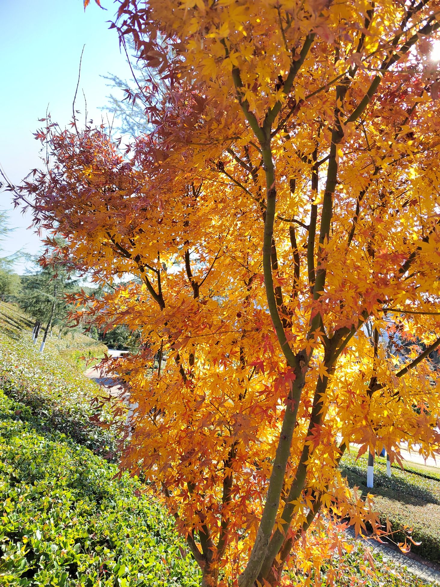 黄岗山公园旅行图片 2