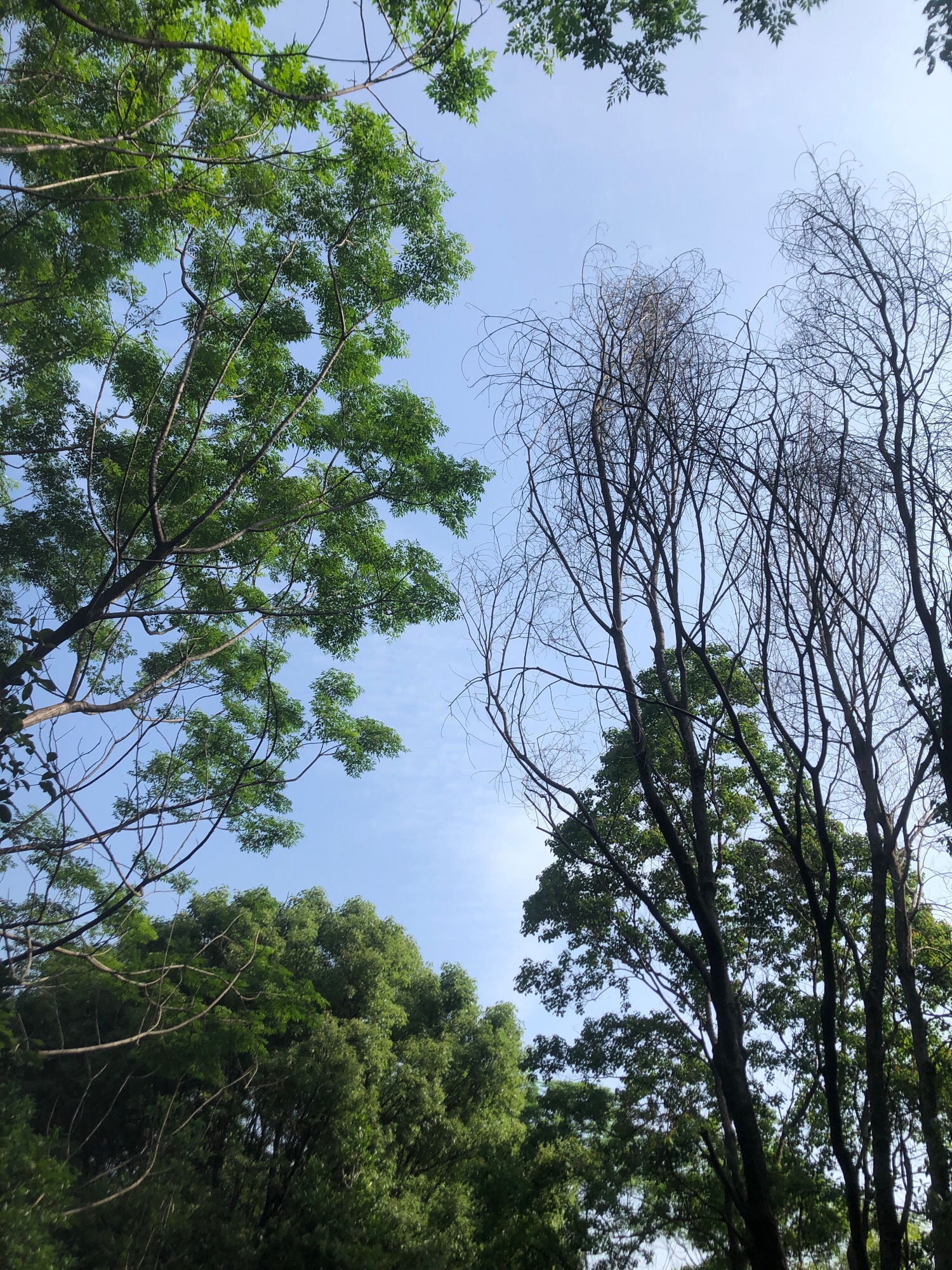 黄岗山公园旅行图片 3