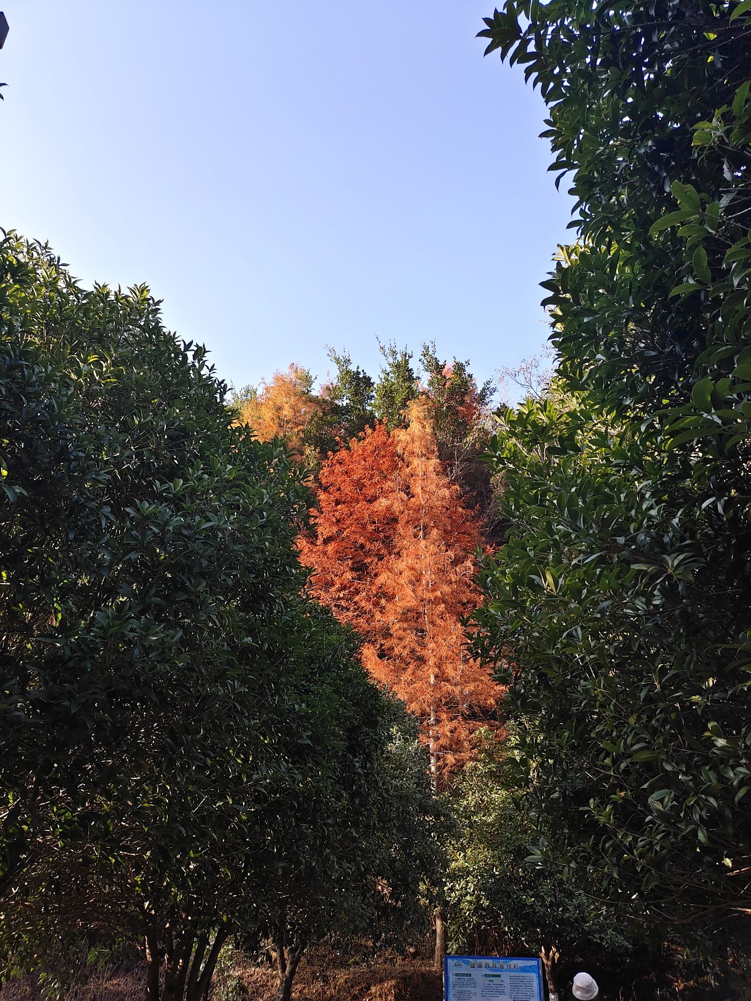 黄岗山公园旅行图片 3