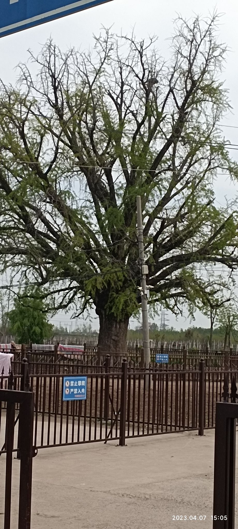 白银寺旅行图片 1