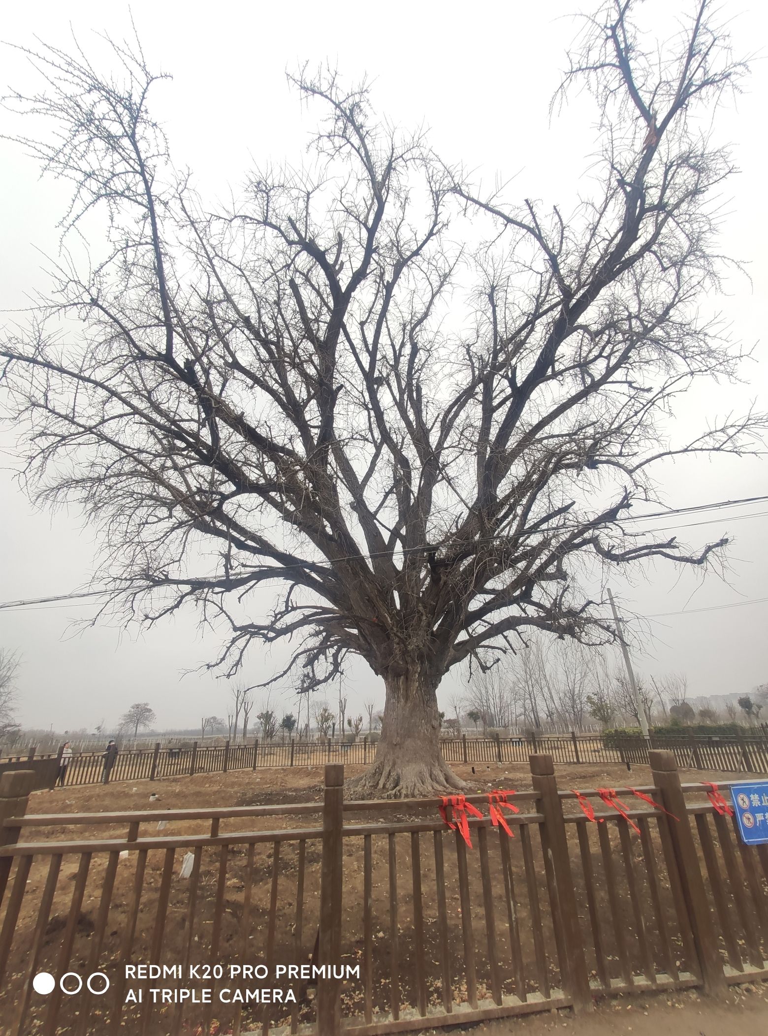 白银寺旅行图片 1
