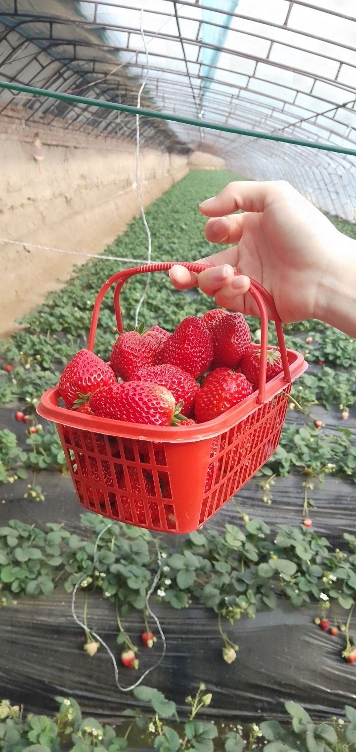 场地封面-牛牛草莓采摘园