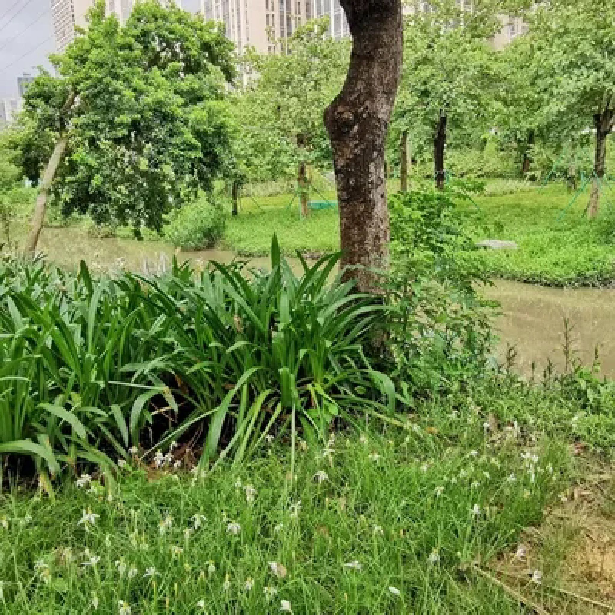 绿塘河国家城市湿地公园旅行图片 1