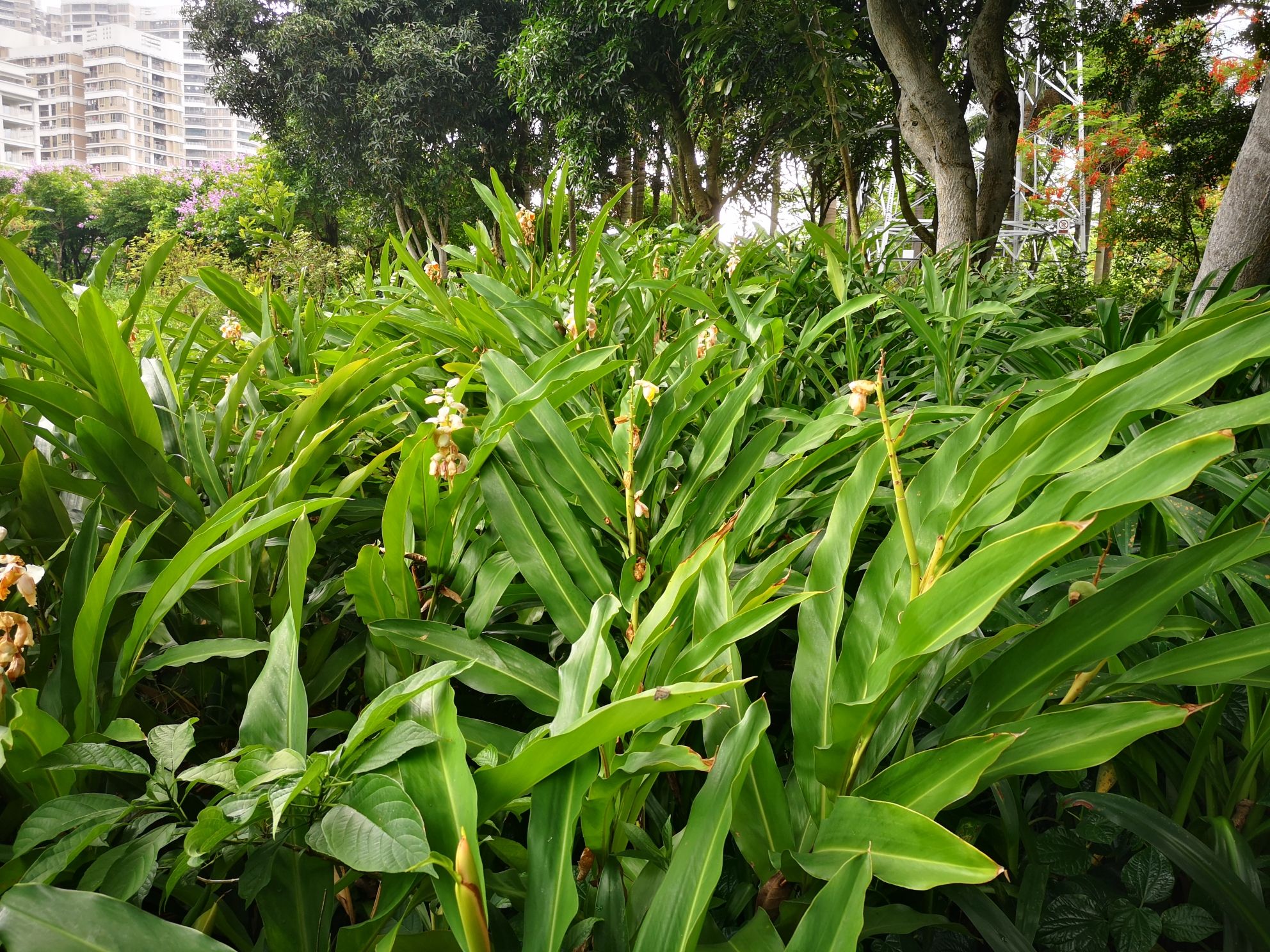 绿塘河国家城市湿地公园旅行图片 3