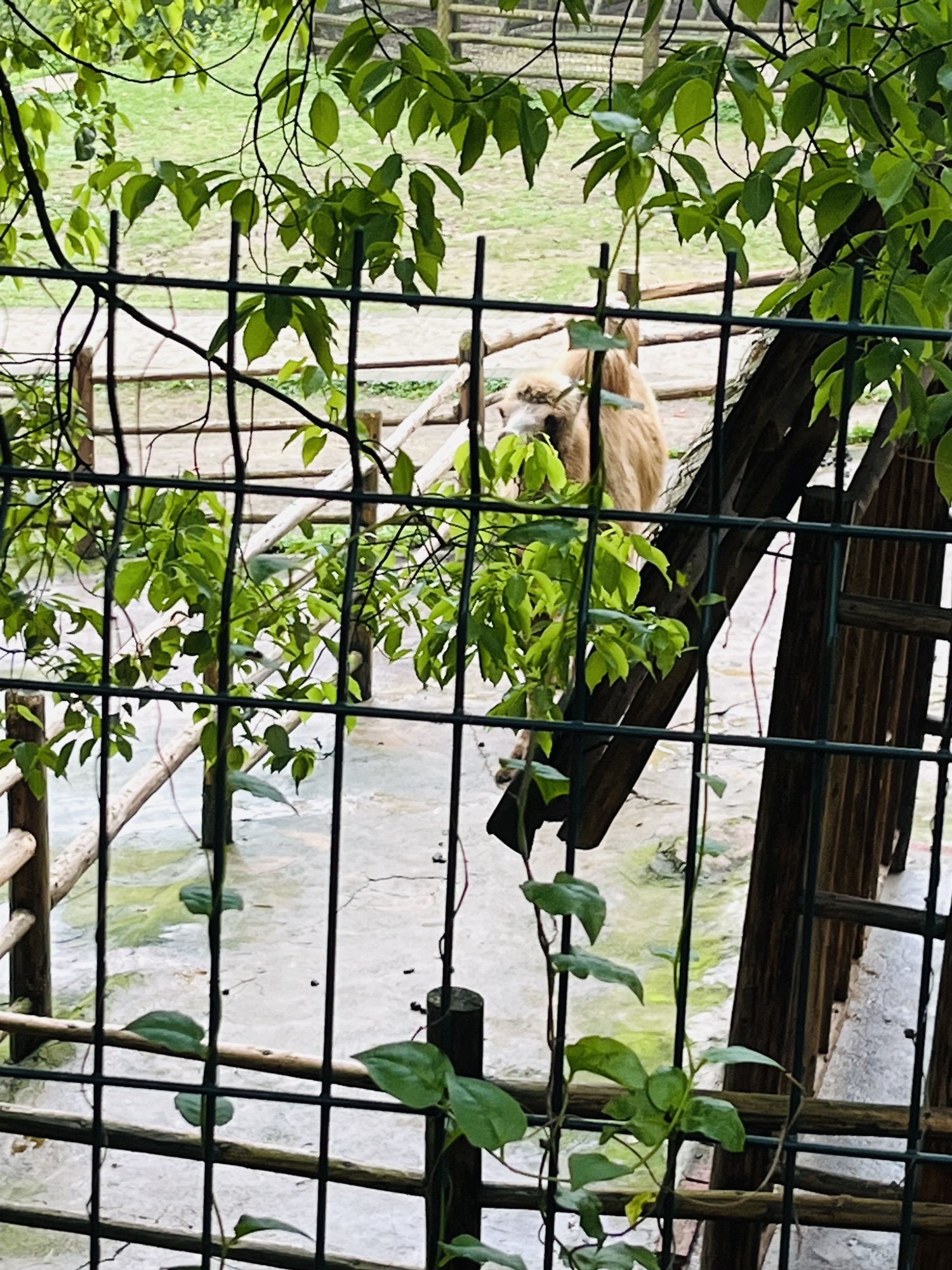 西山坪苓茏苑旅行图片 2