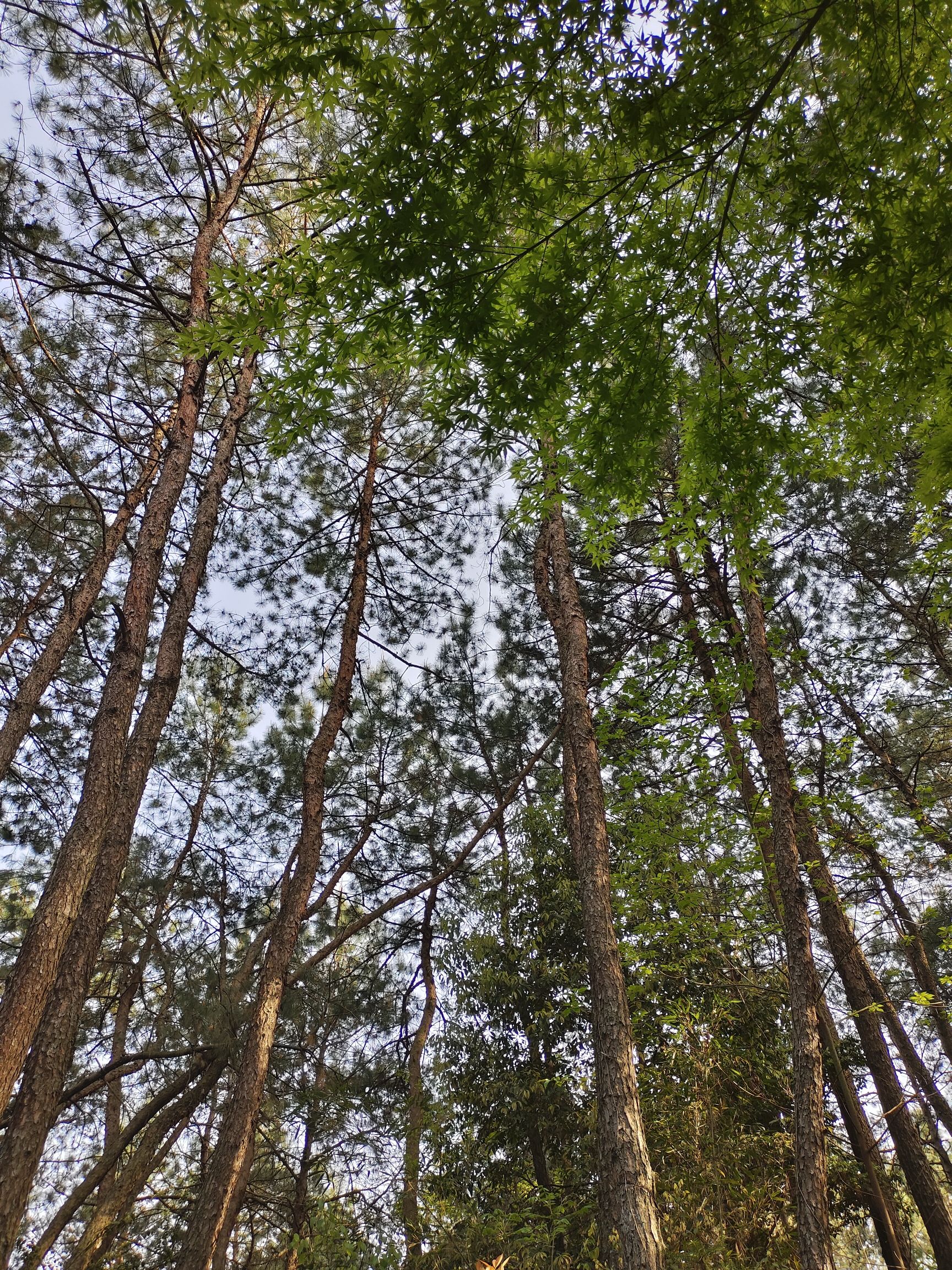 南山公园旅行图片 2