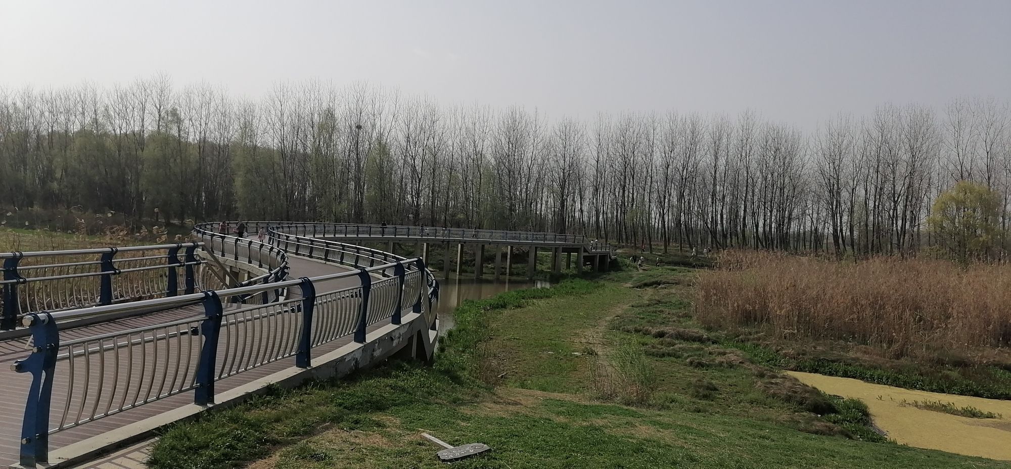 芦花荡湿地公园旅行图片 2