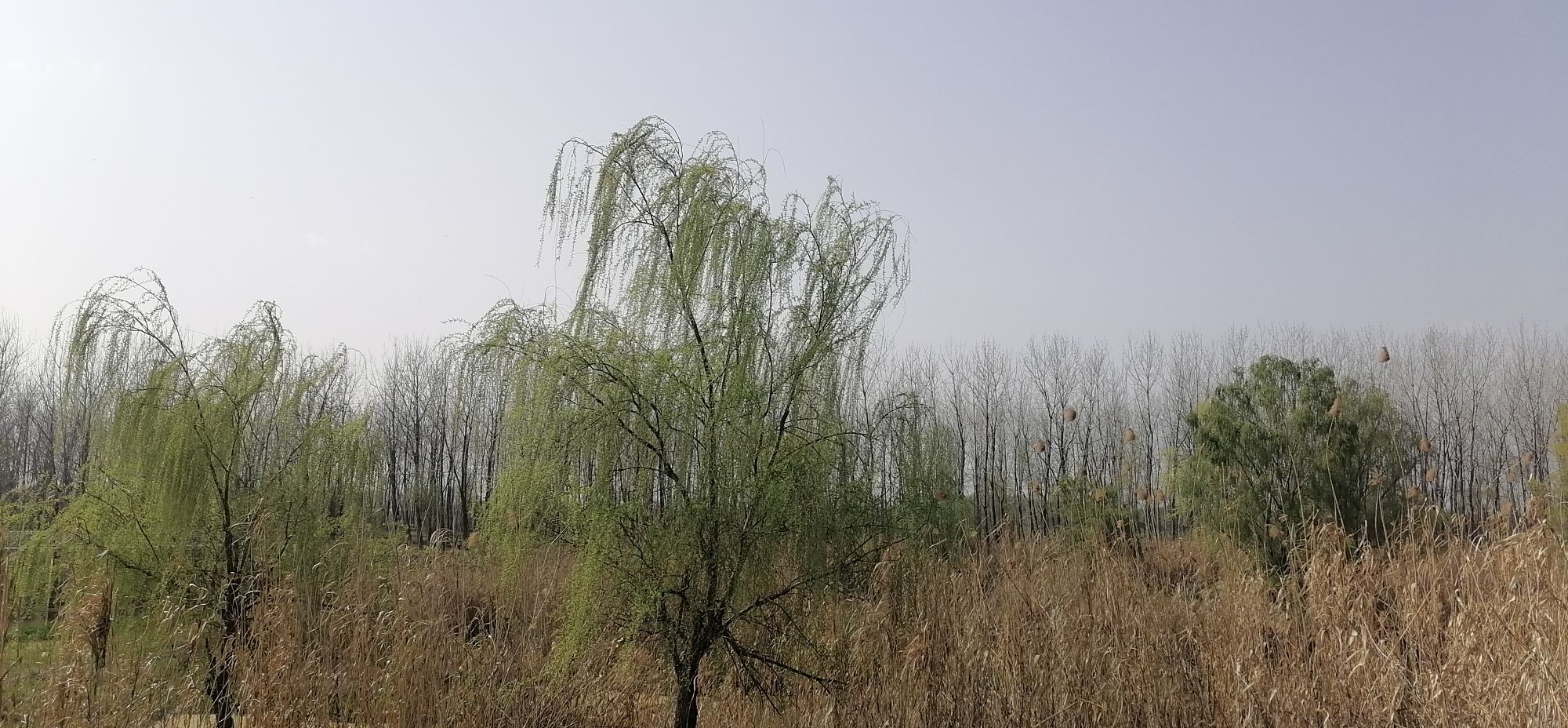 芦花荡湿地公园旅行图片 1