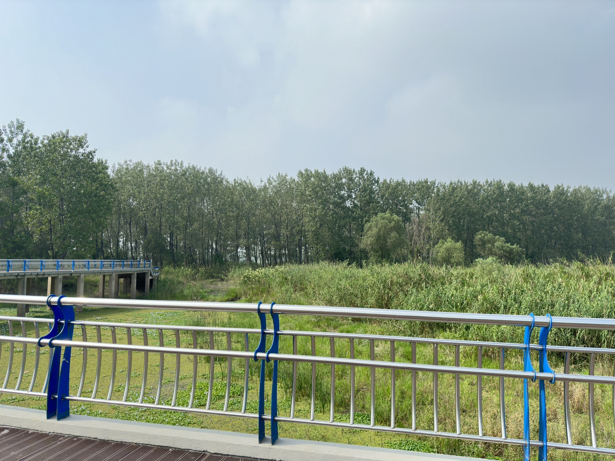 芦花荡湿地公园旅行图片 3