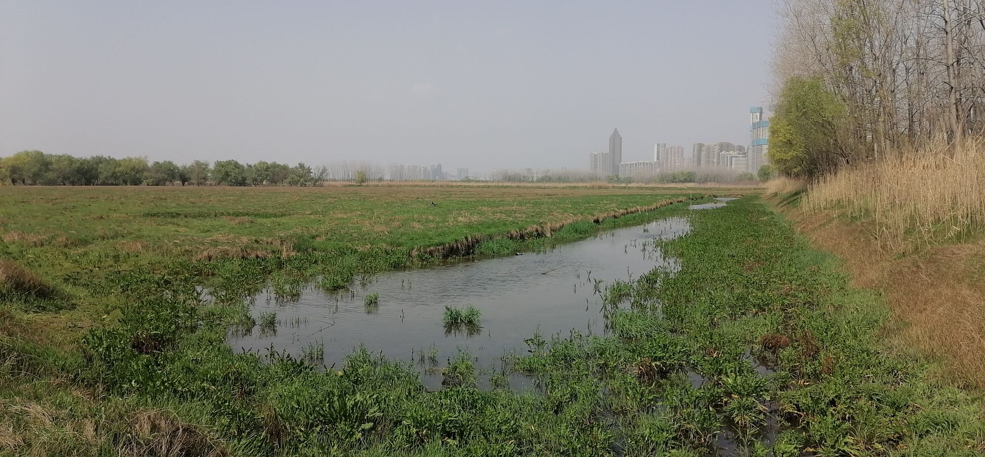 芦花荡湿地公园旅行图片 3