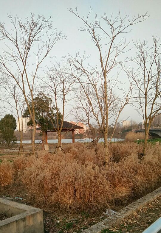 芦花荡湿地公园旅行图片 1