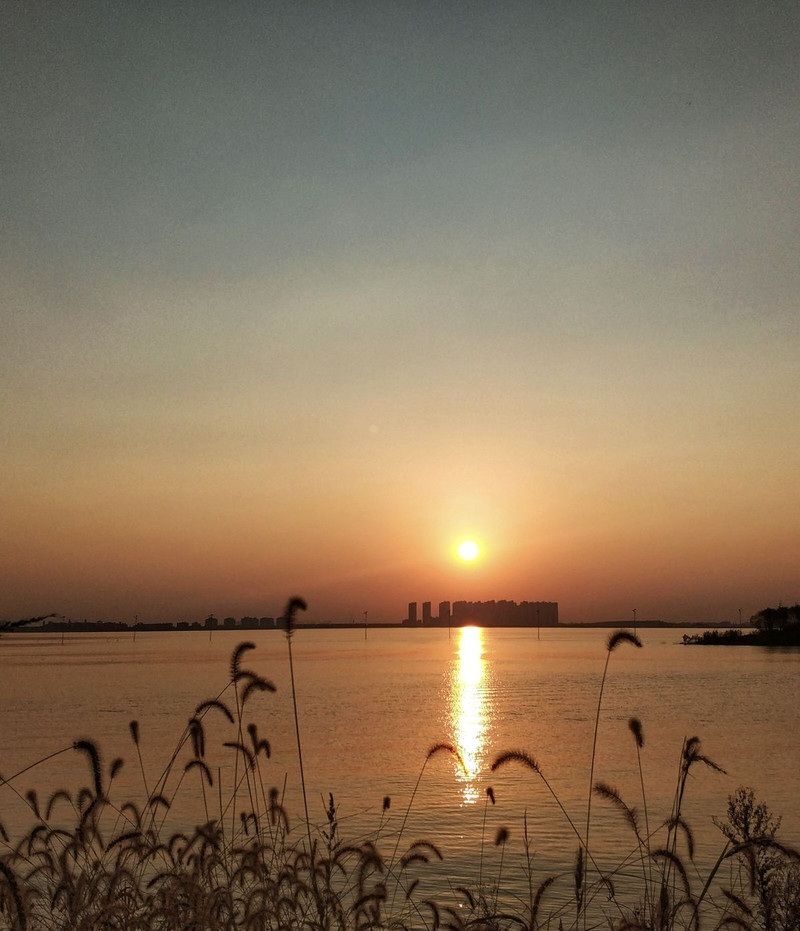 芦花荡湿地公园旅行图片 3