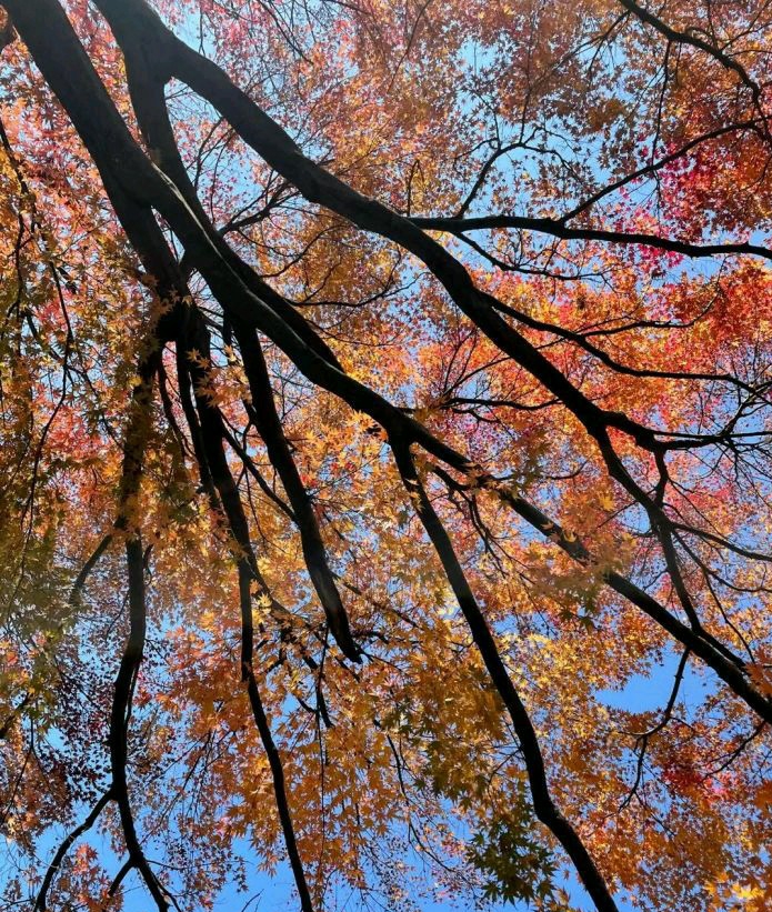 芦花荡湿地公园旅行图片 1