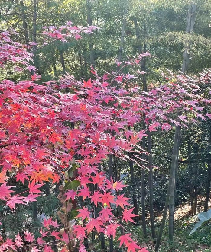 芦花荡湿地公园旅行图片 2