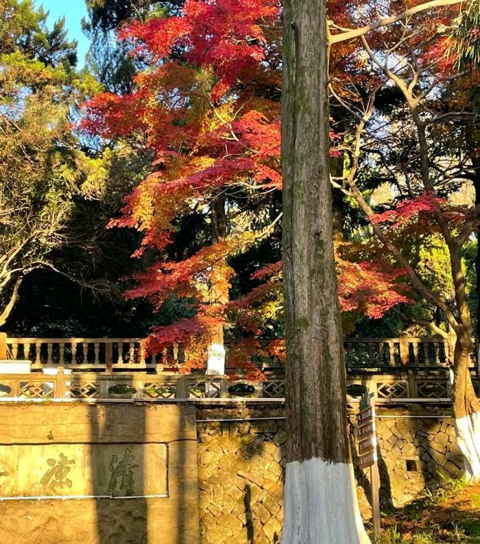 芦花荡湿地公园旅行图片 3