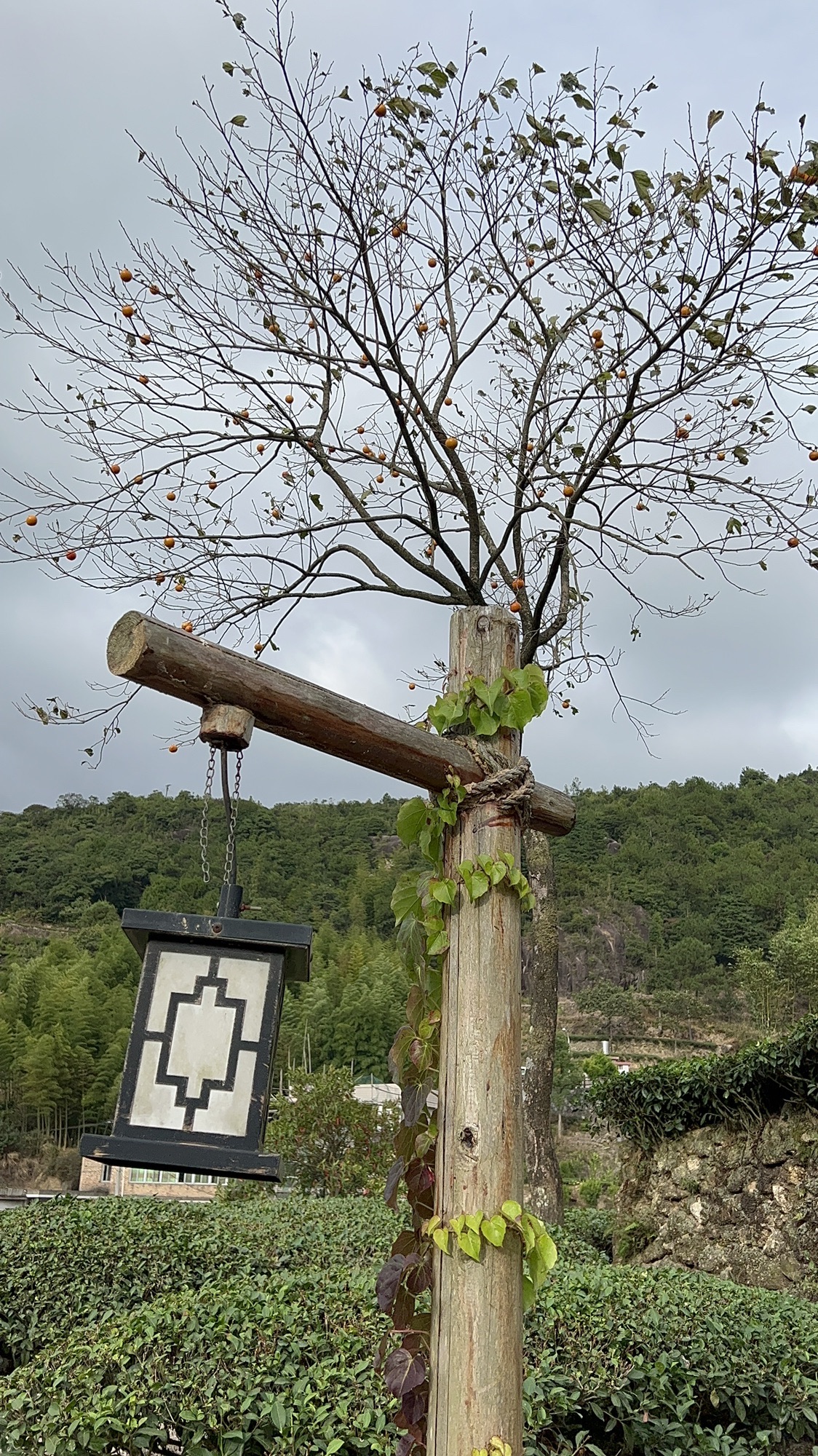 军营村旅行图片 3