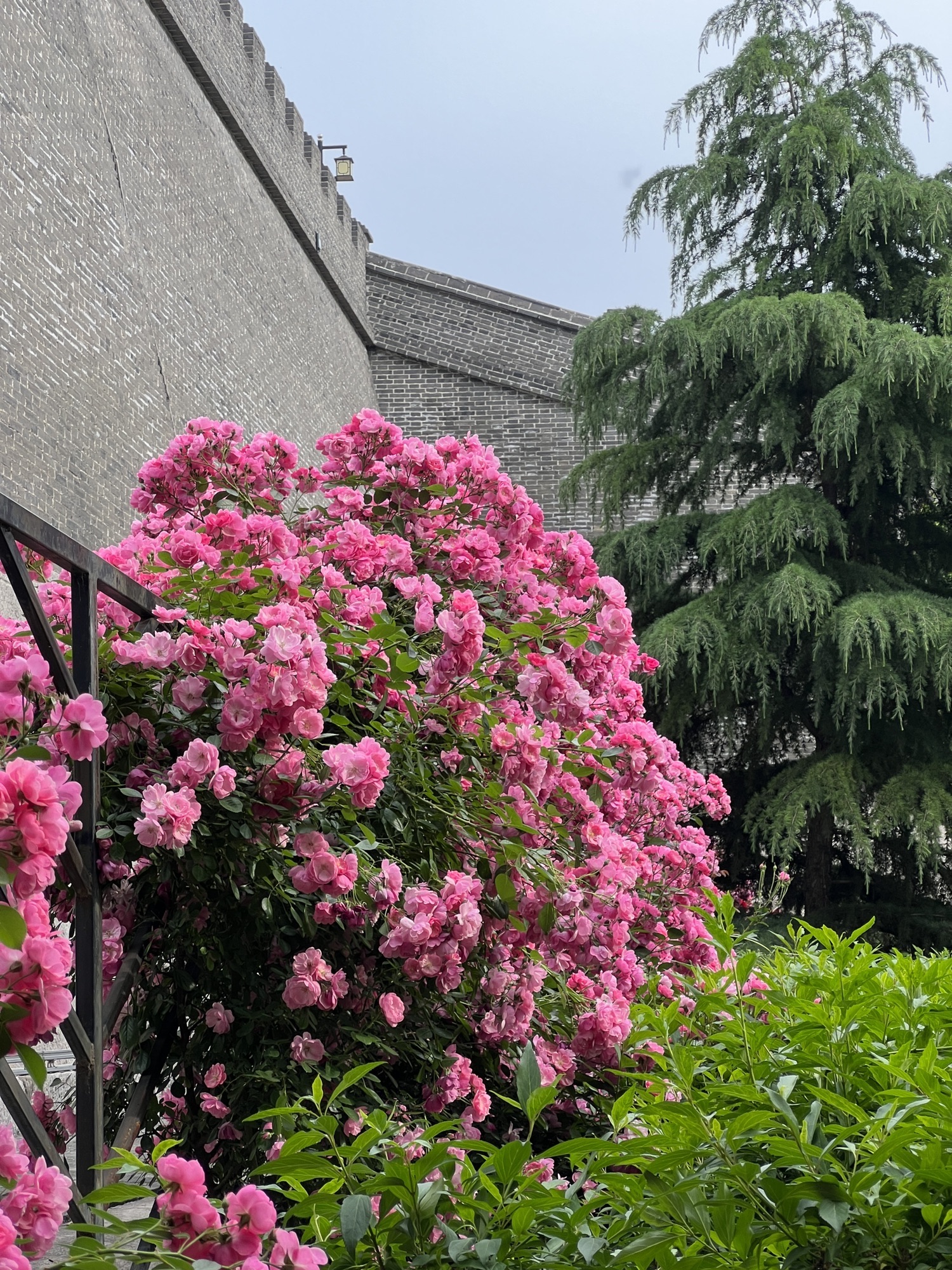人民公园旅行图片 2