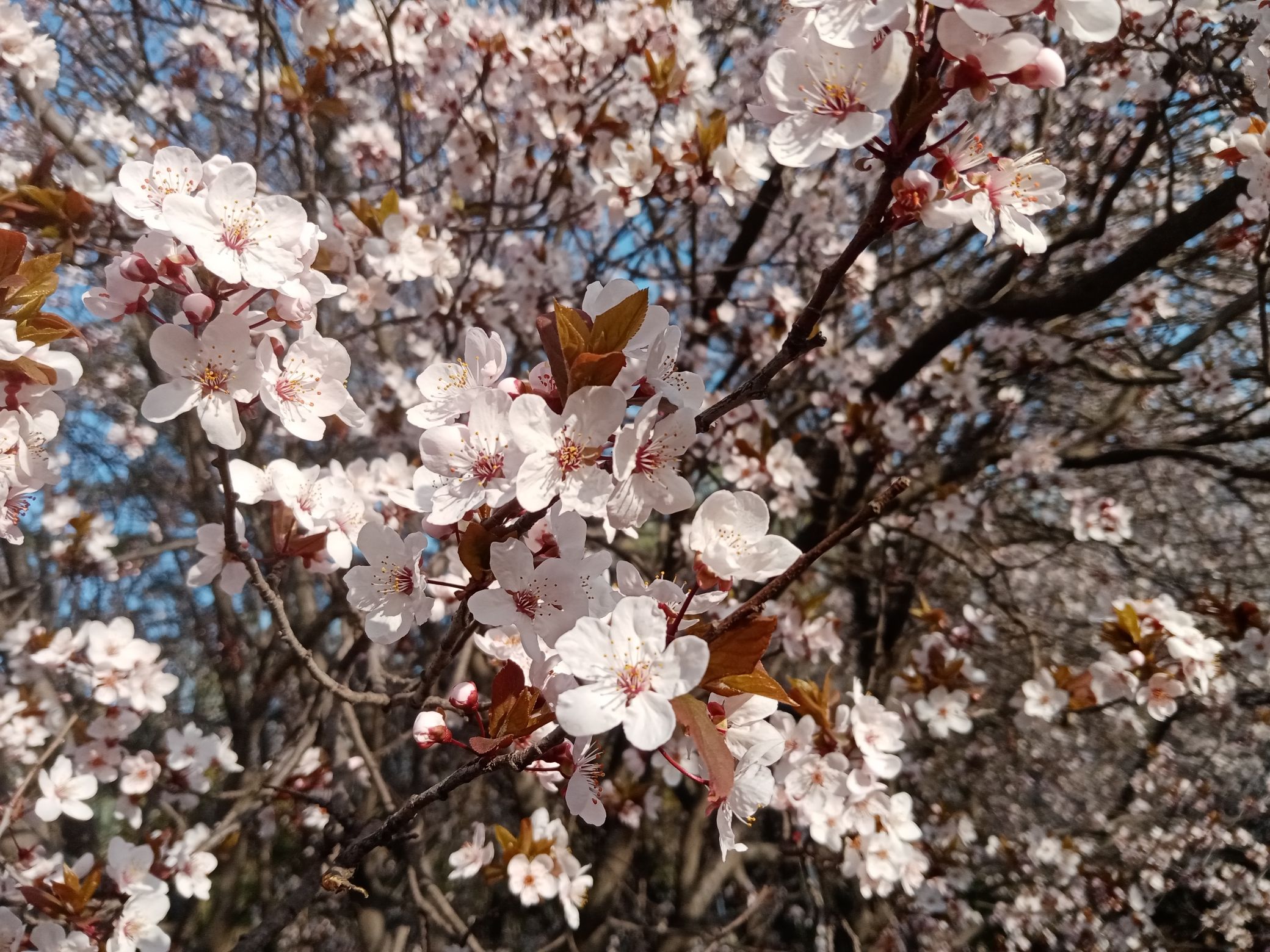 平度市植物园旅行图片 1