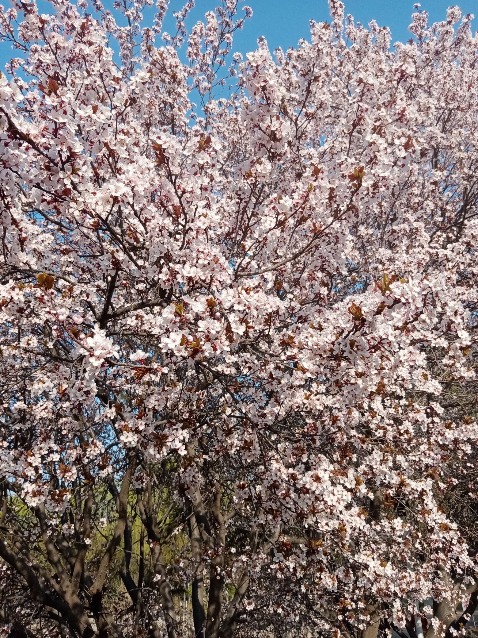 平度市植物园旅行图片 2