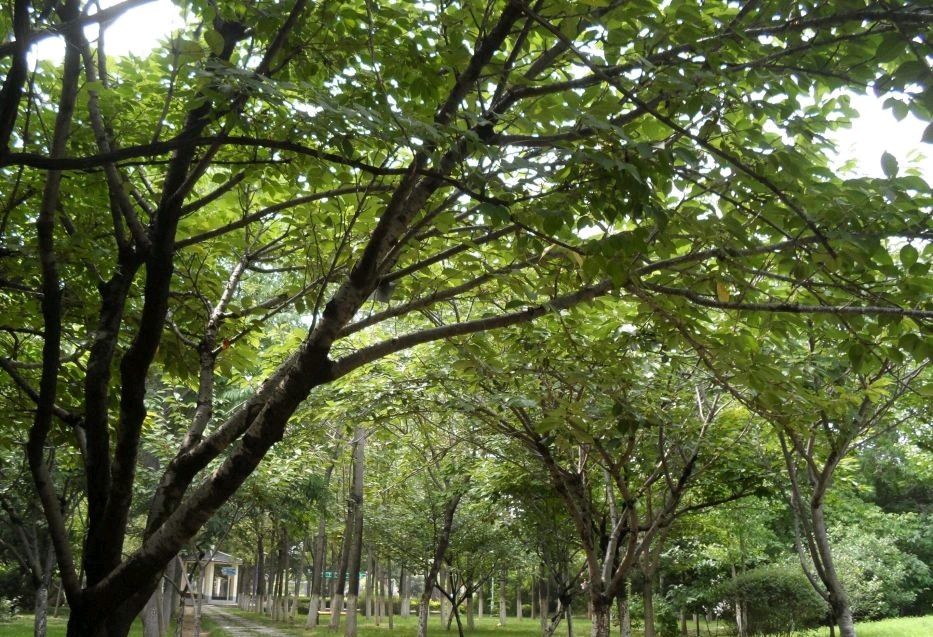 平度市植物园旅行图片 1