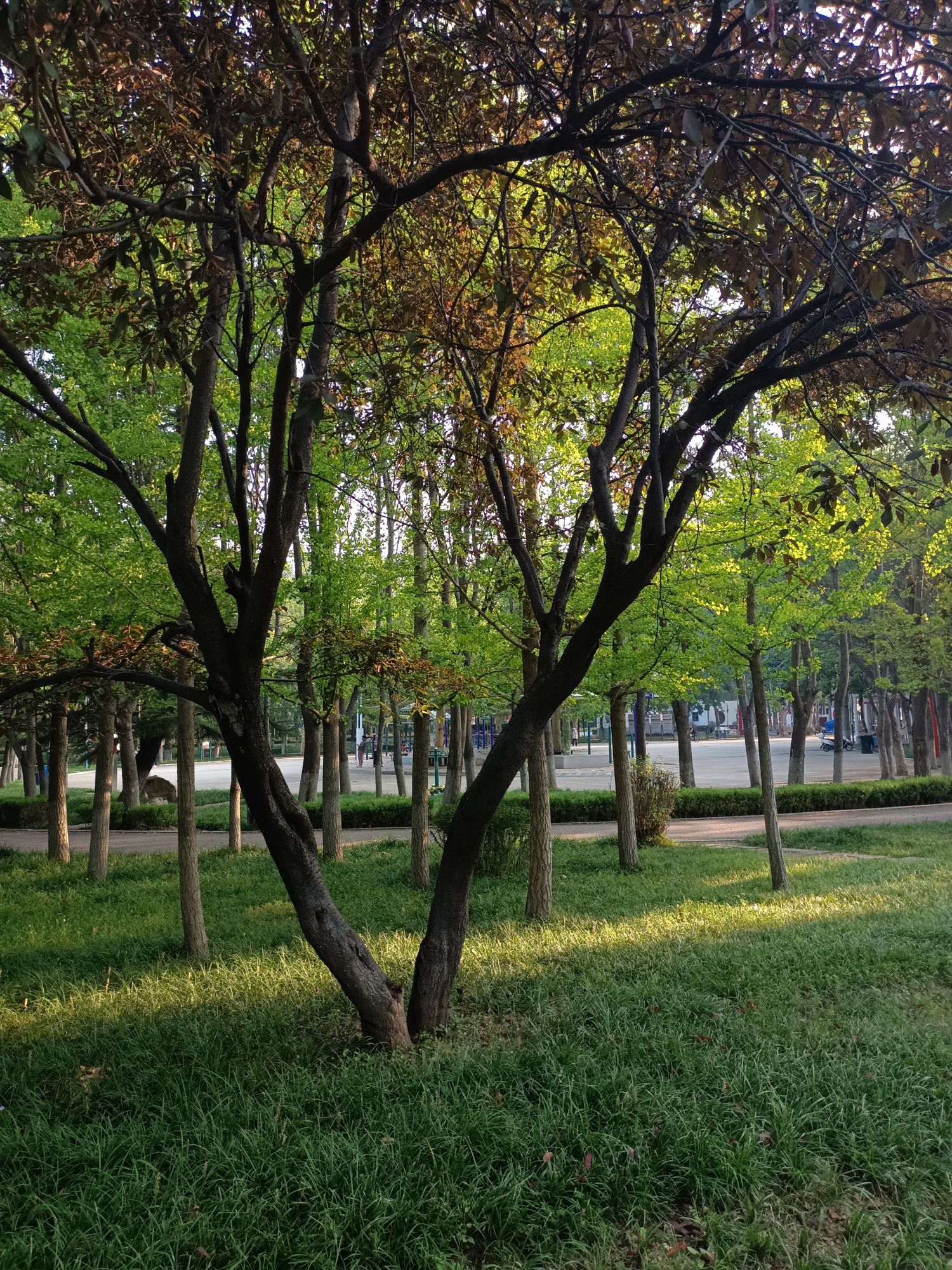 平度市植物园旅行图片 2
