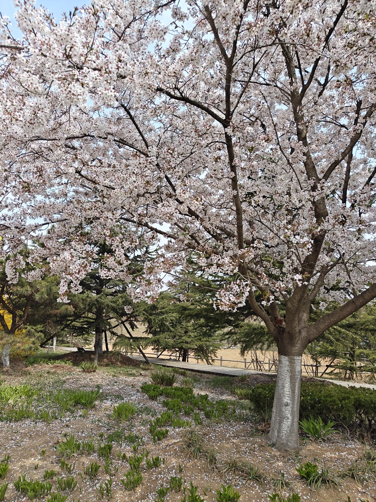 藏马山国际旅游度假区旅行图片 3