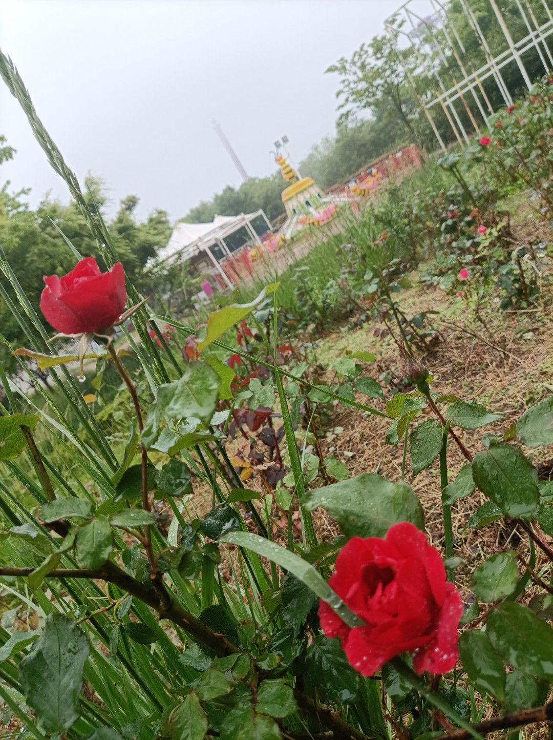 藏马山国际旅游度假区旅行图片 3
