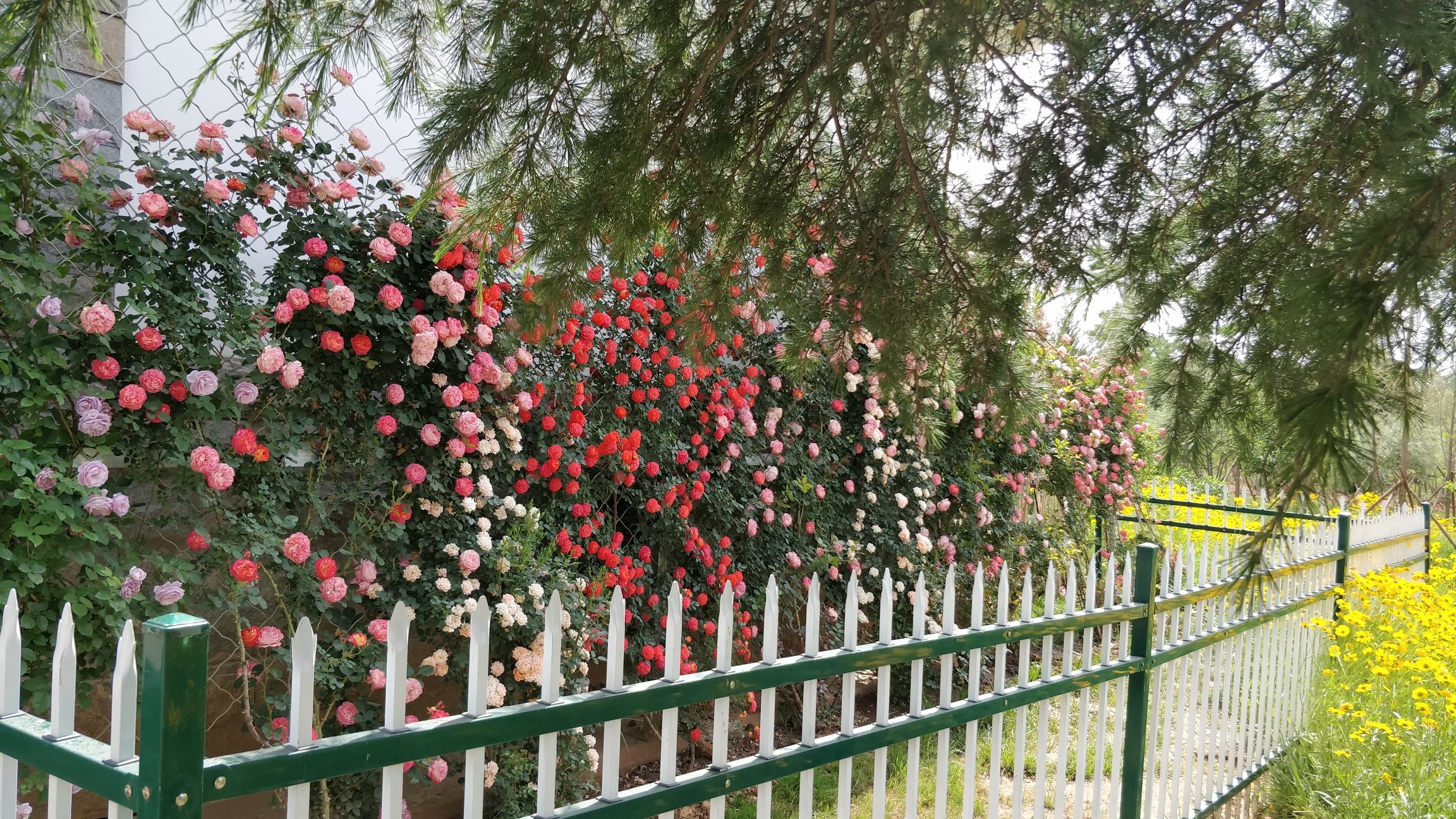 白马寺山植物园旅行图片 3