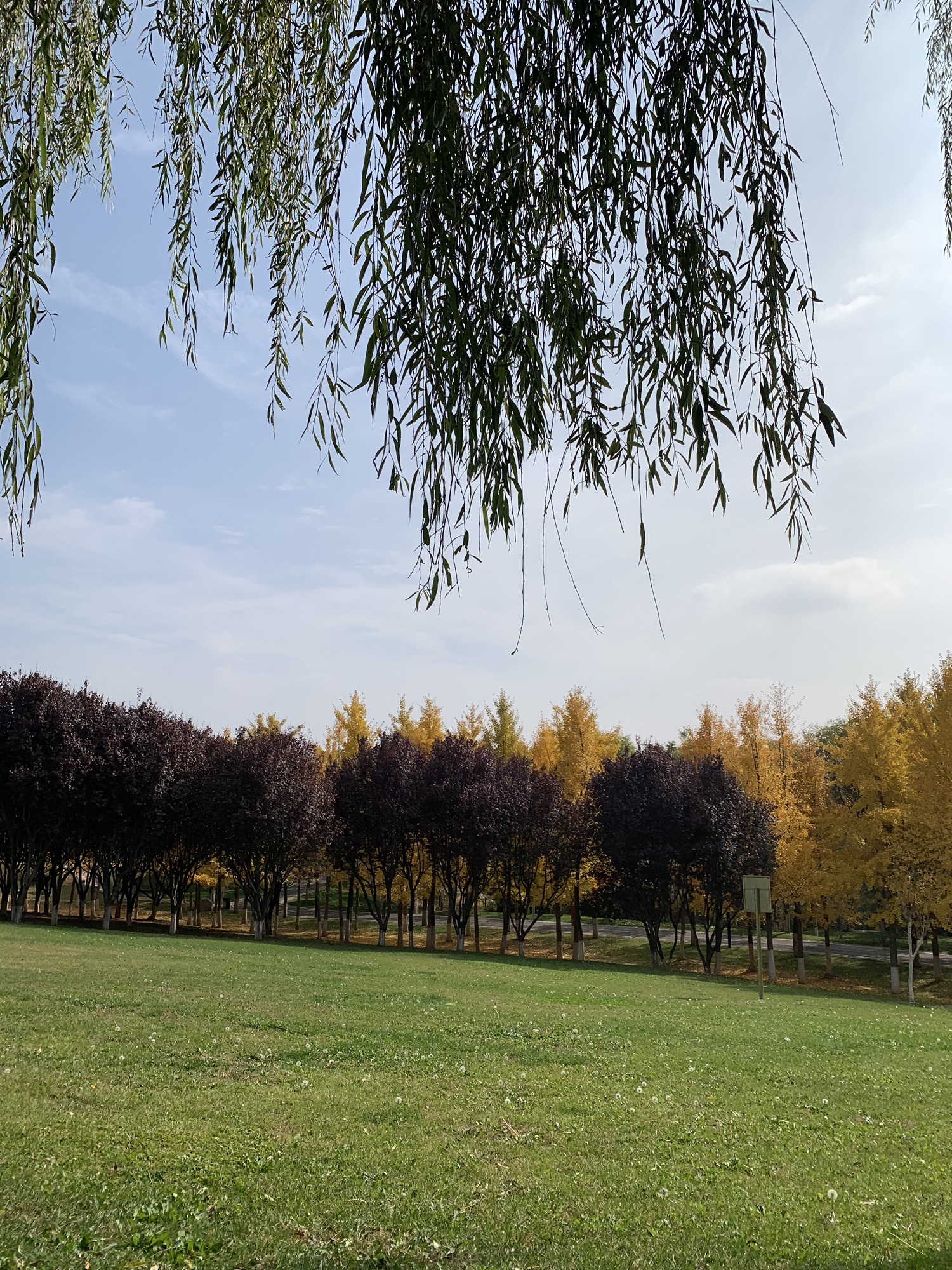 白马寺山植物园旅行图片 3