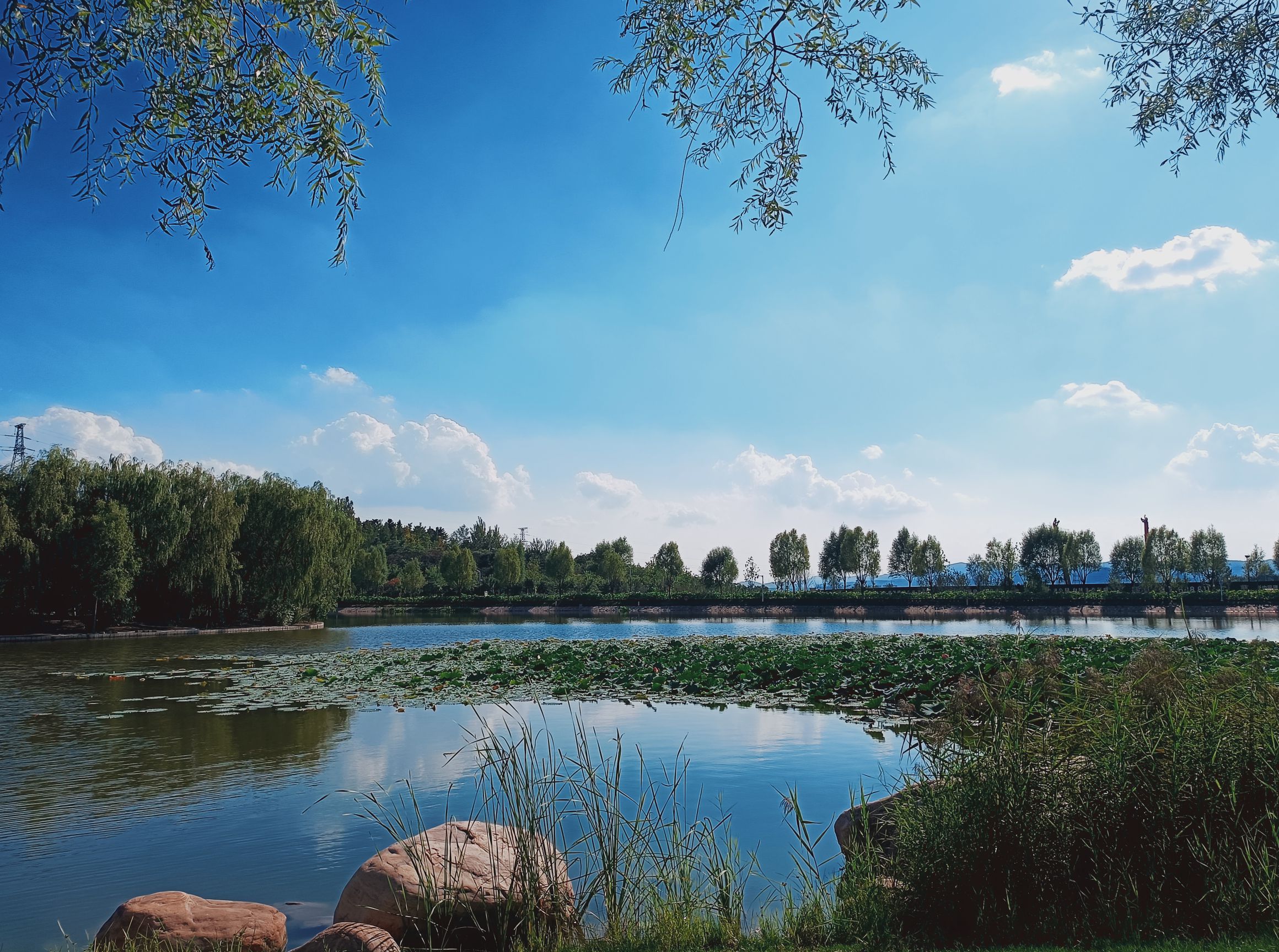 白马寺山植物园旅行图片 1