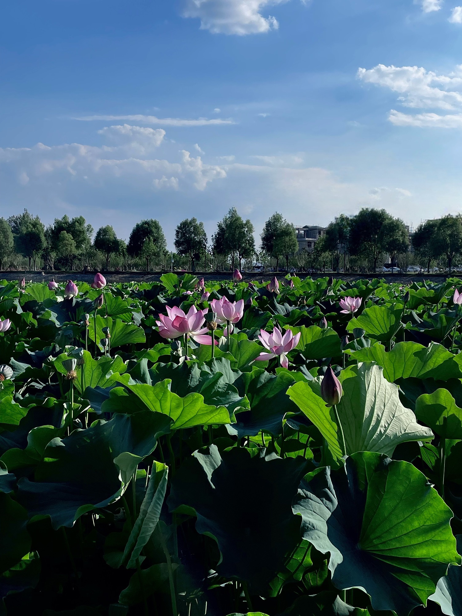 白马寺山植物园旅行图片 3
