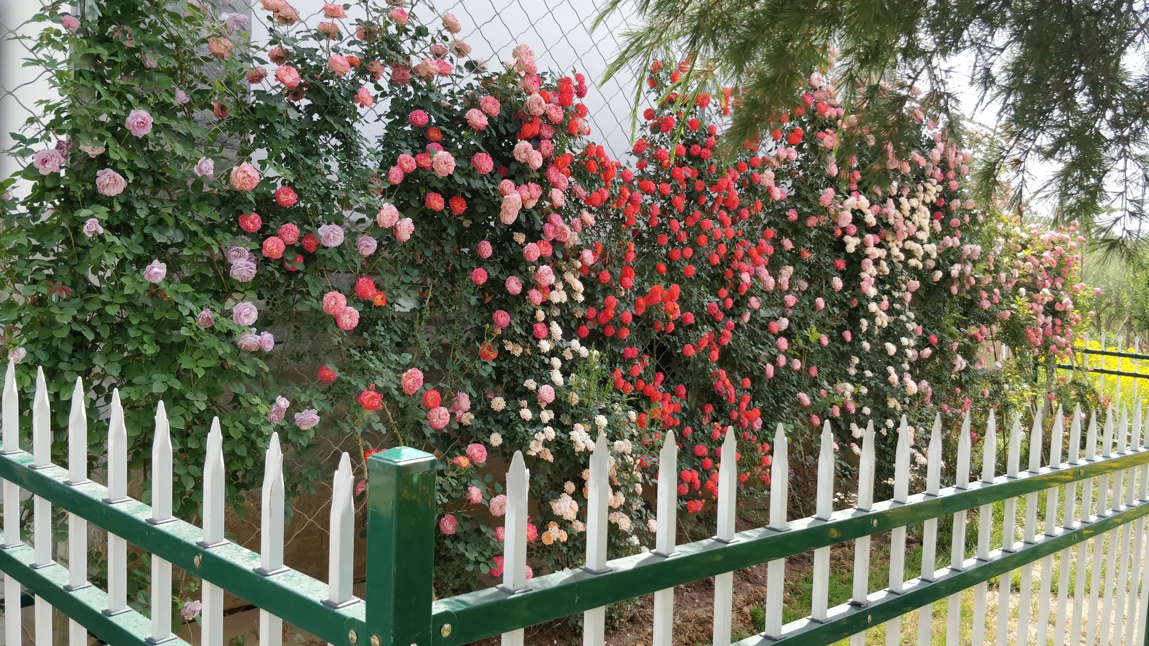 白马寺山植物园旅行图片 1