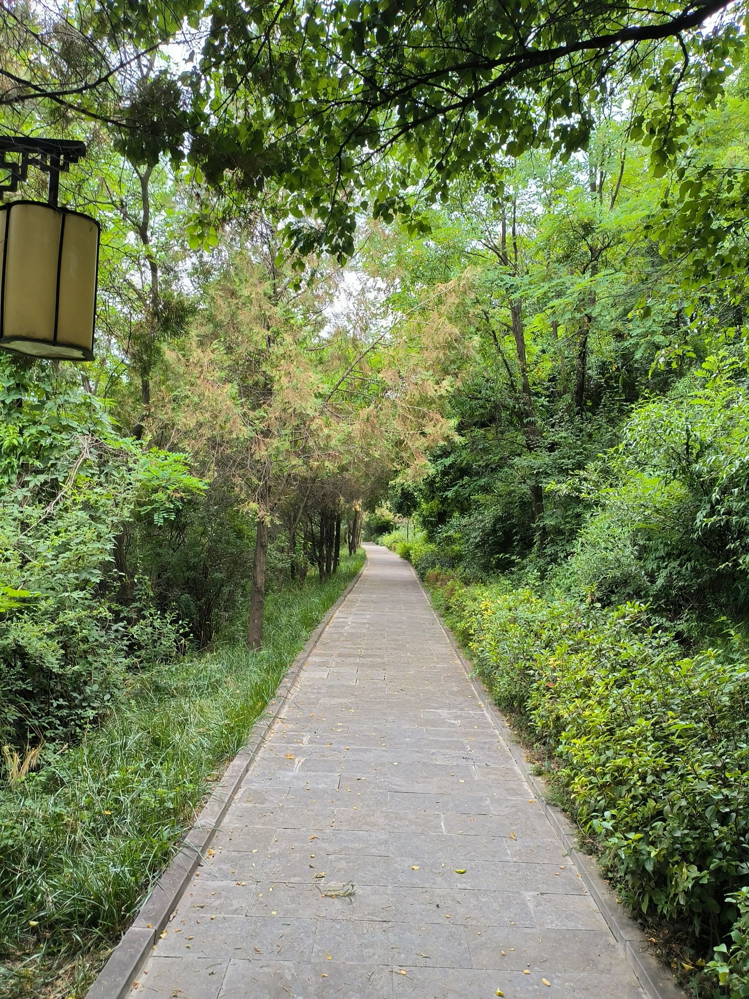 龙山公园