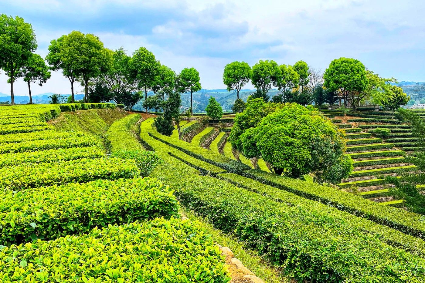 天福观光茶园旅行图片 1