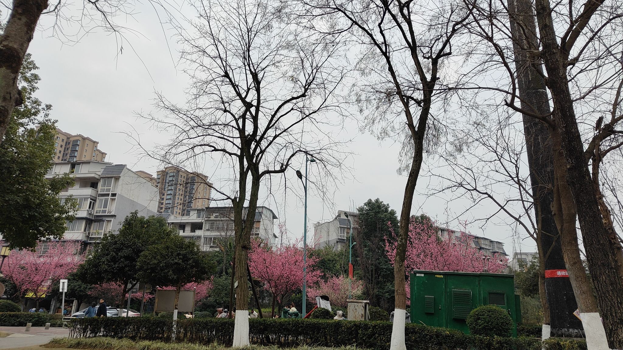 苏洵公园旅行图片 1