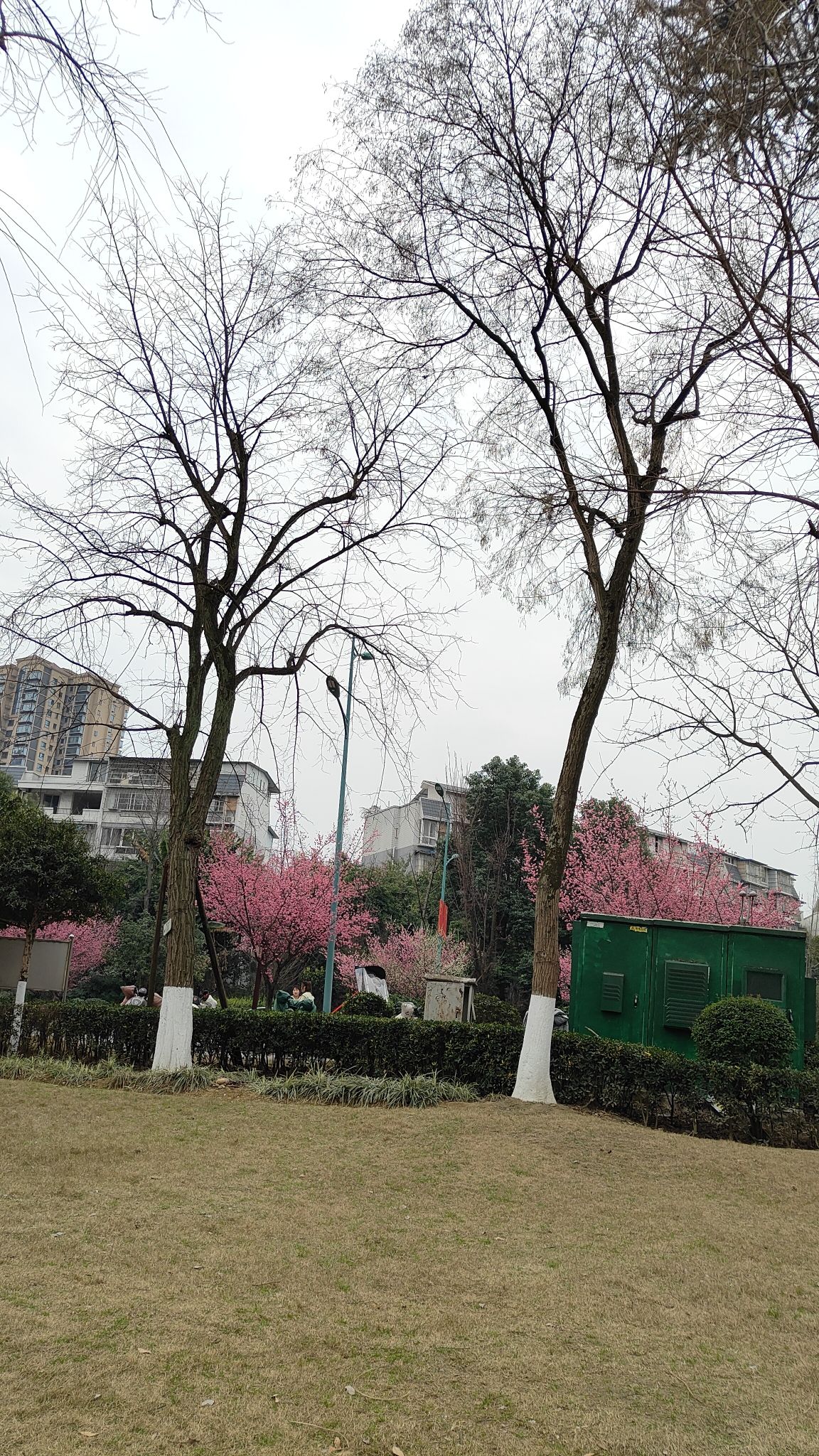 苏洵公园旅行图片 2