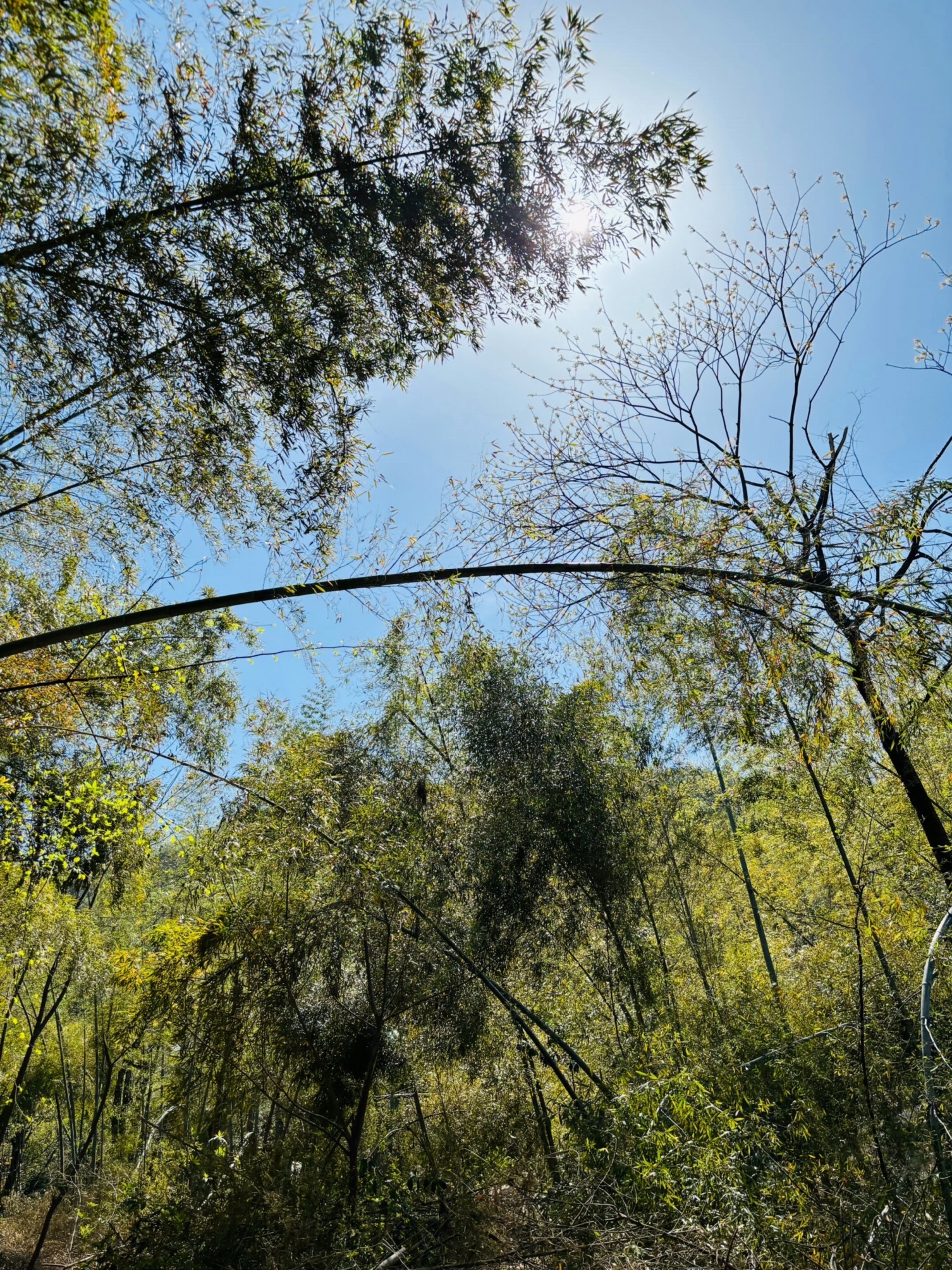 谷山森林公园旅行图片 1