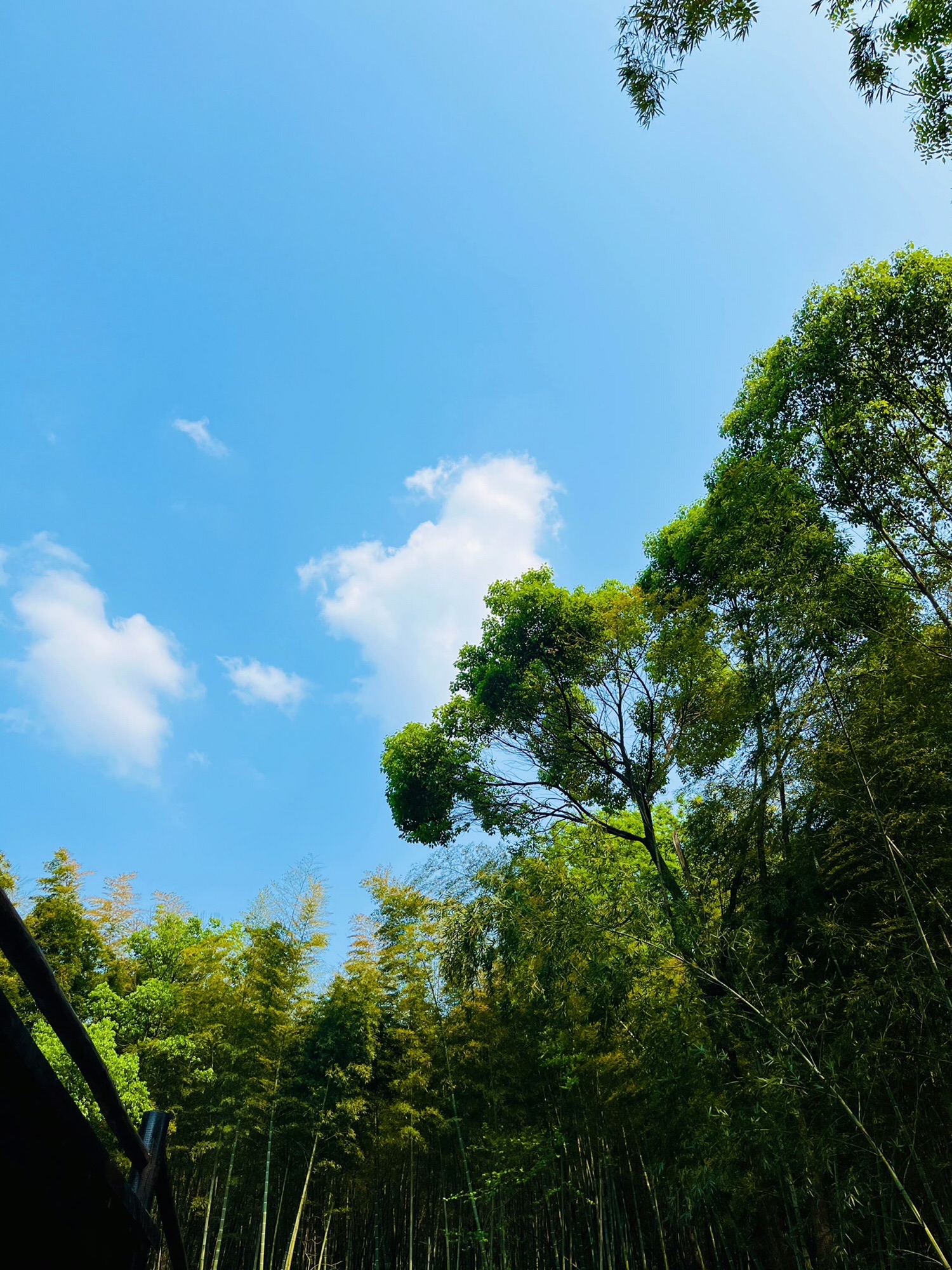 谷山森林公园旅行图片 2